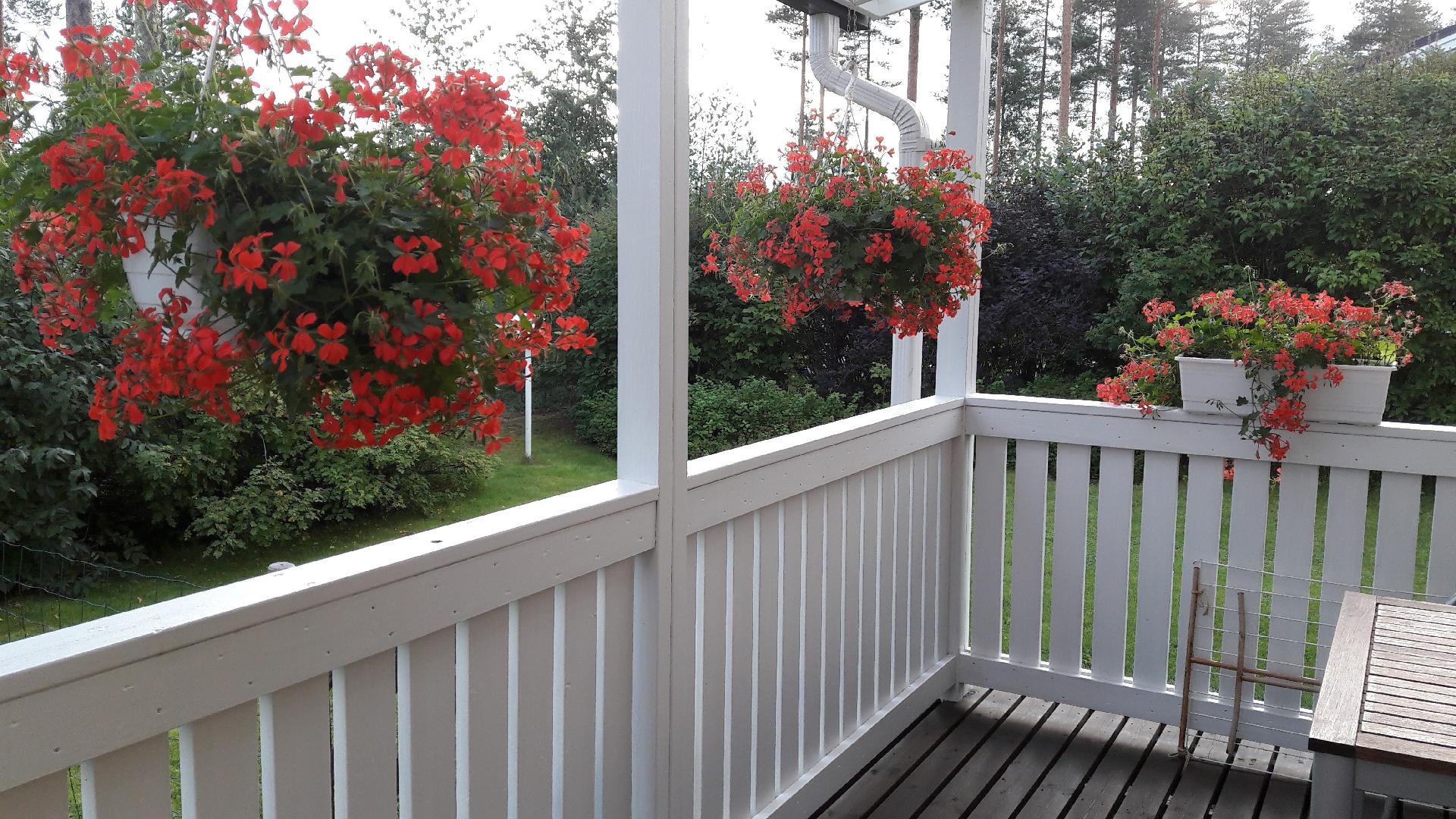 Punostie 1, Lehmo, Kontiolahti