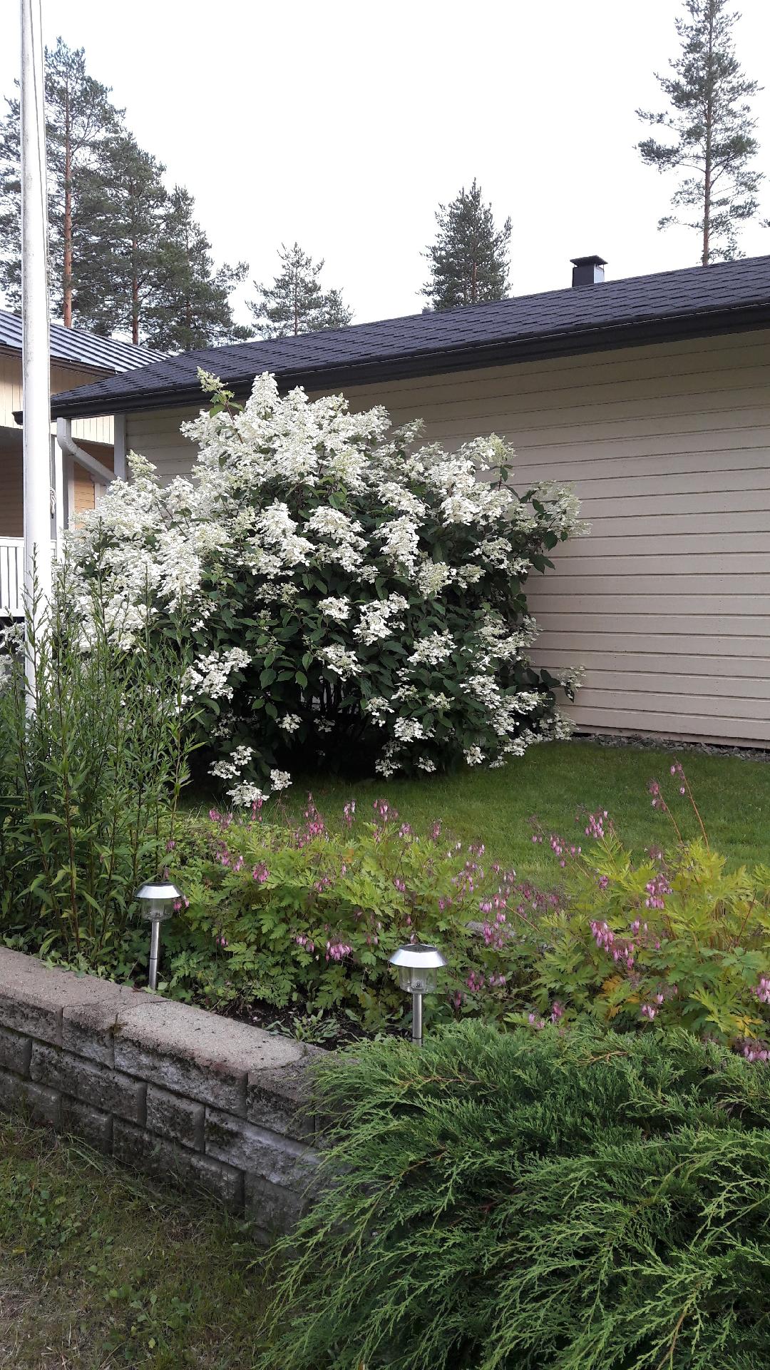 Punostie 1, Lehmo, Kontiolahti