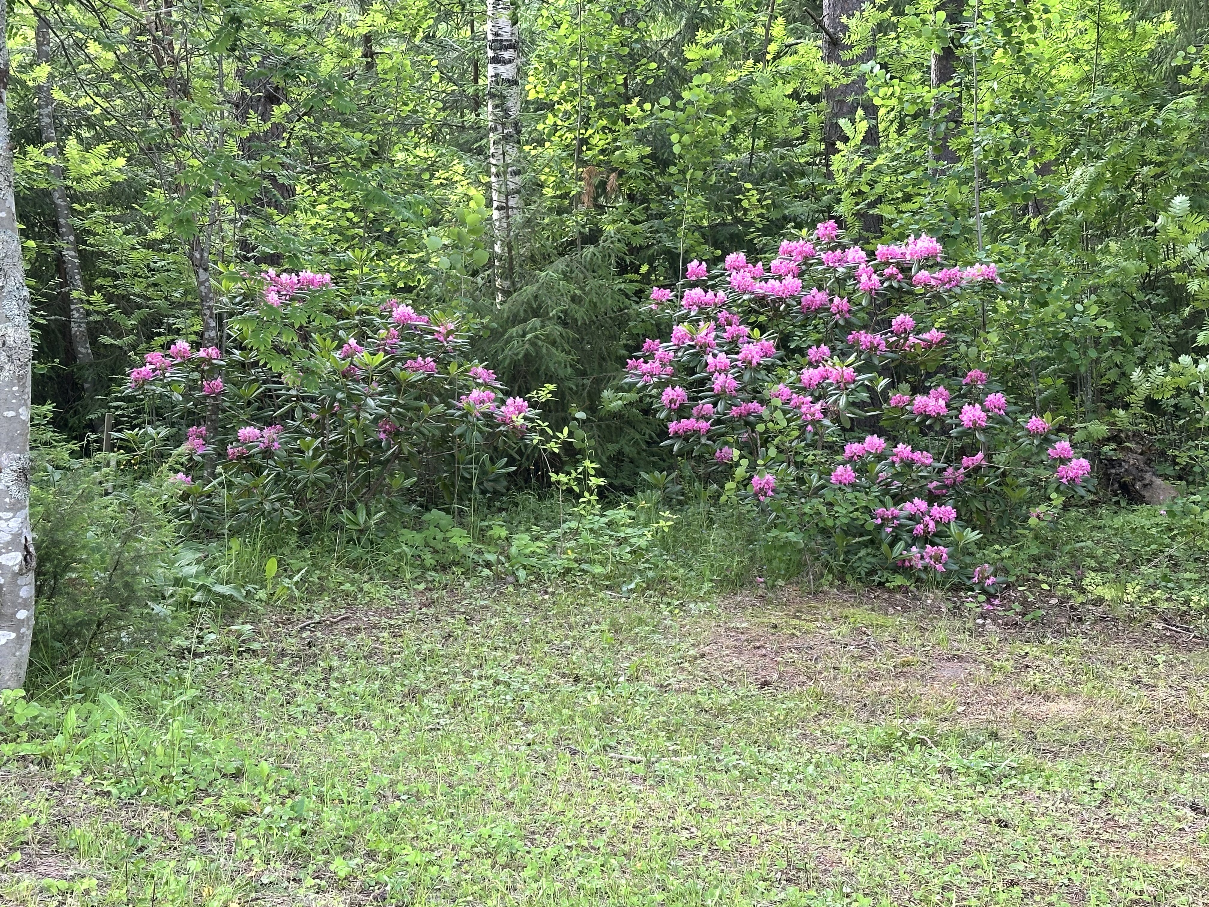 Tiemassaarentie 1979, Tiemassaari, Rantasalmi