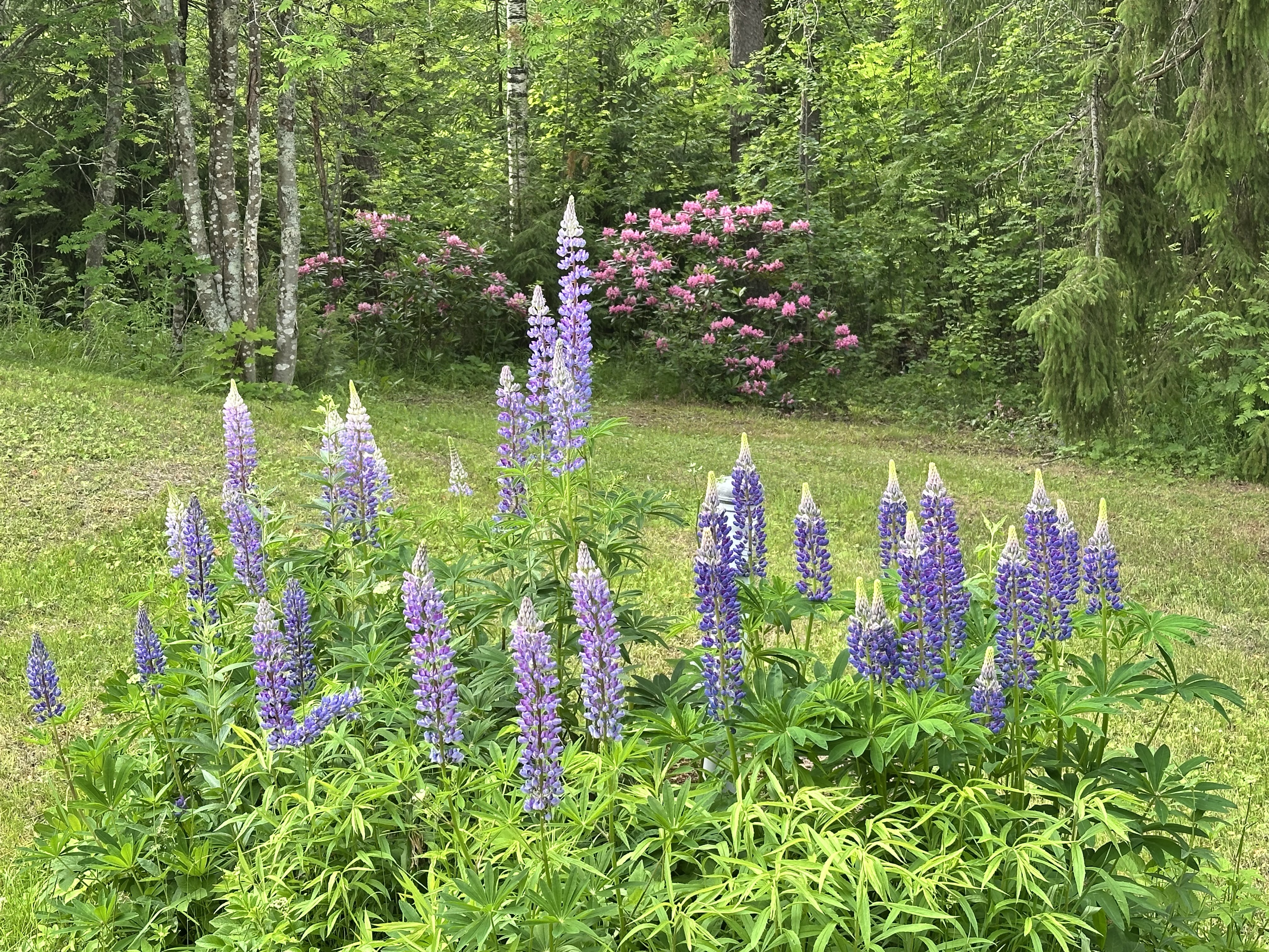 Tiemassaarentie 1979, Tiemassaari, Rantasalmi