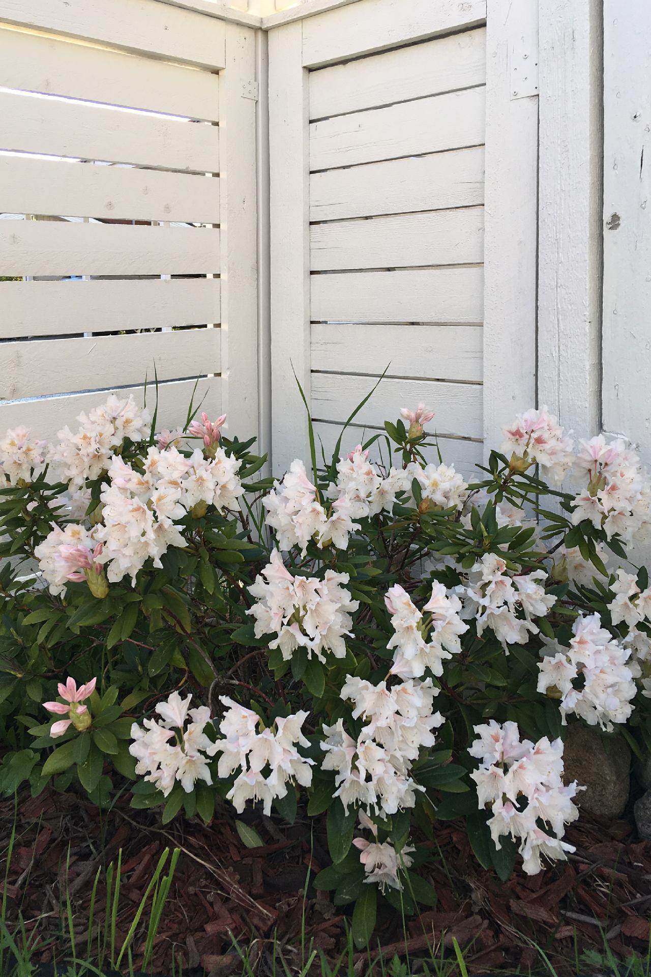 Pokarakuja 5, Neulamäki, Kuopio