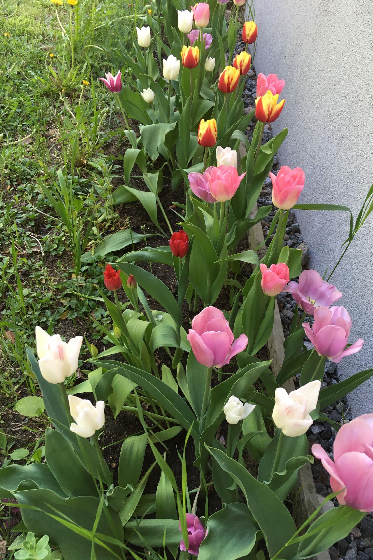 Pokarakuja 5, Neulamäki, Kuopio