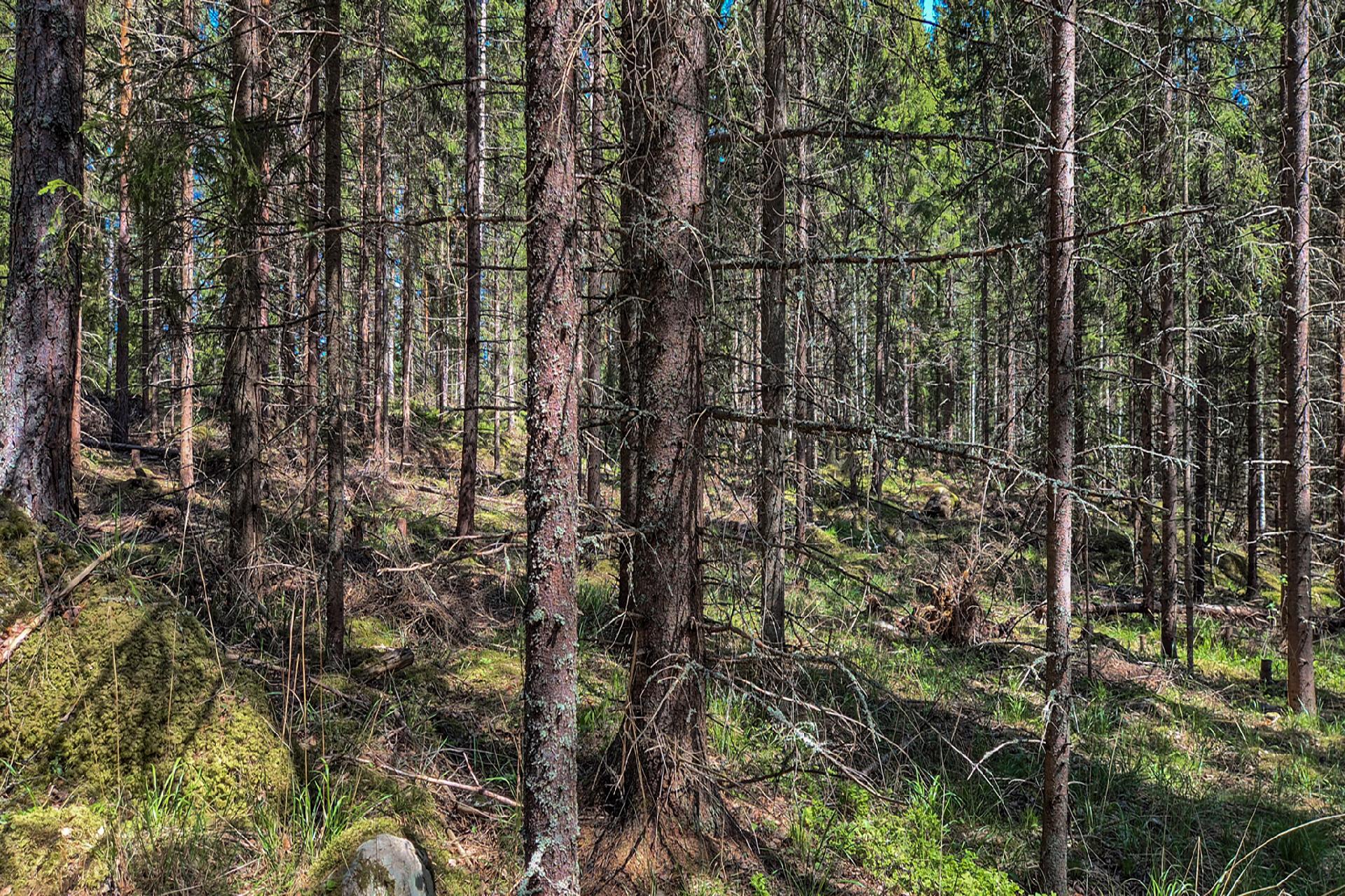 Utrunniementie 162, Kangasniemi