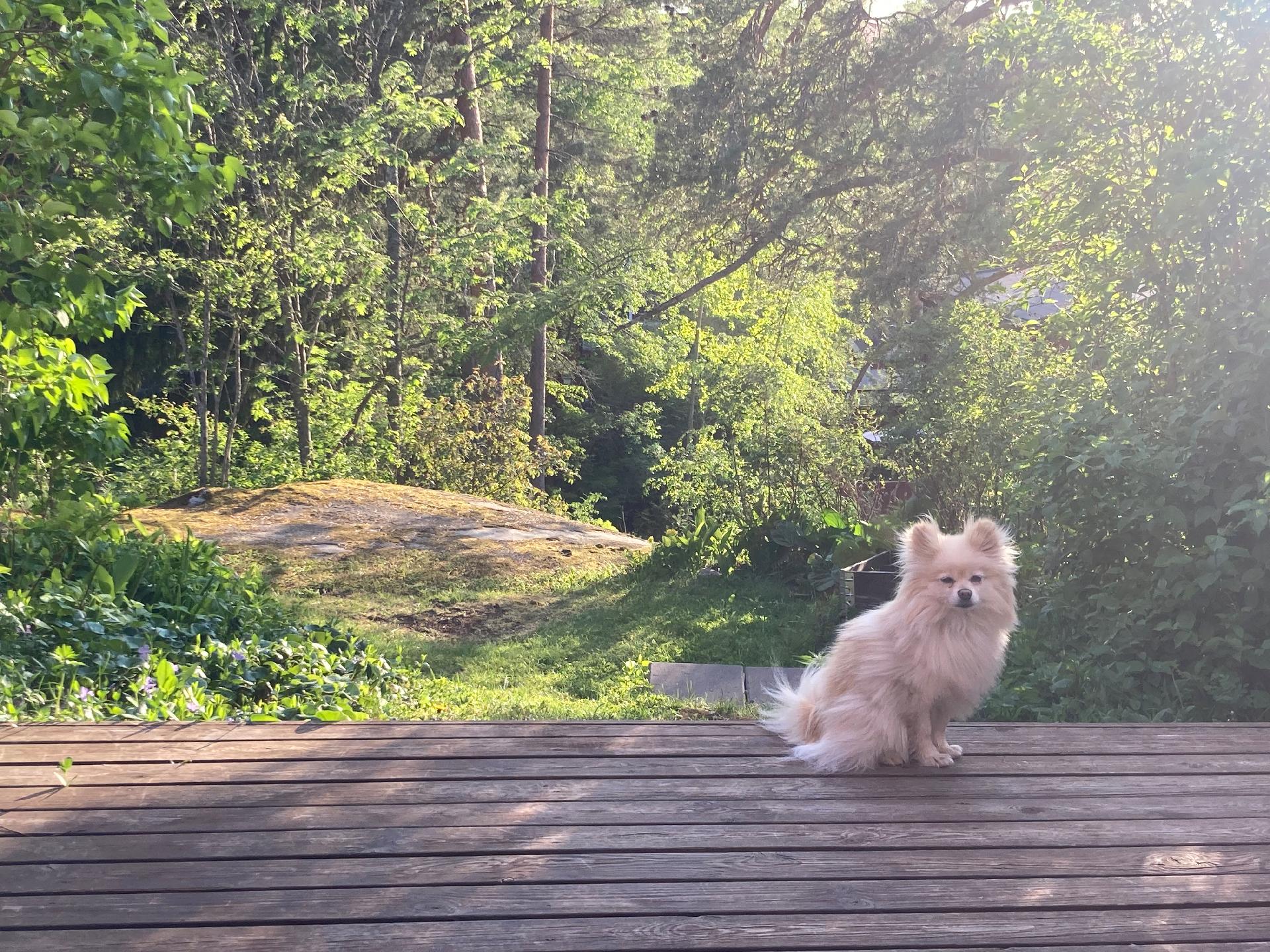 Omistajan ottama kesäkuva