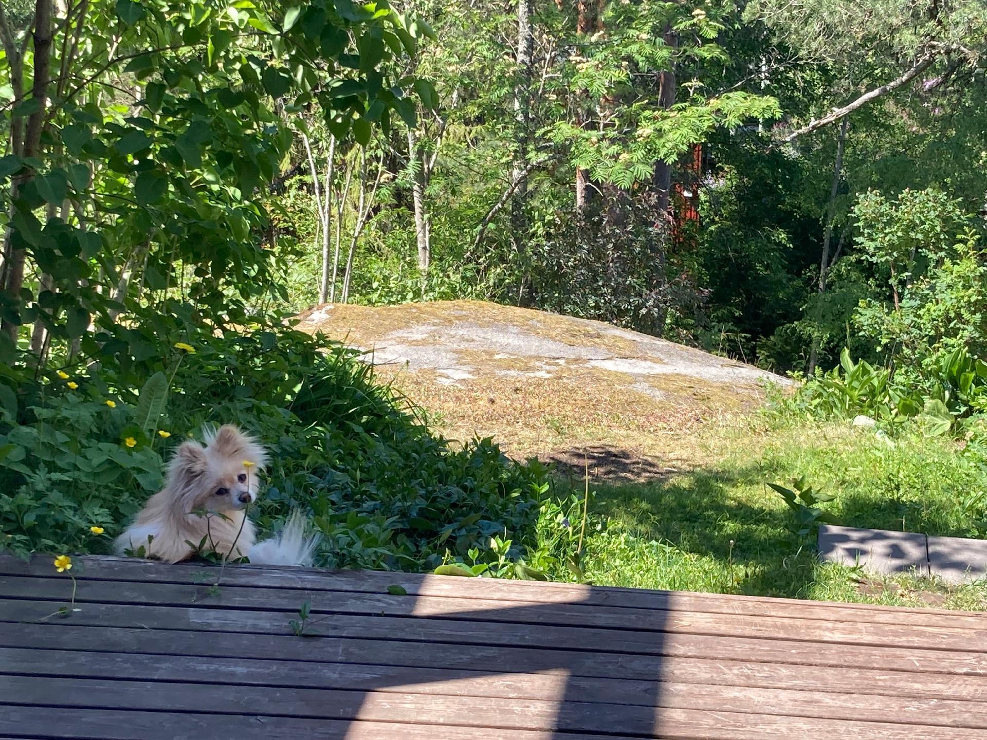 Omistajan ottama kesäkuva