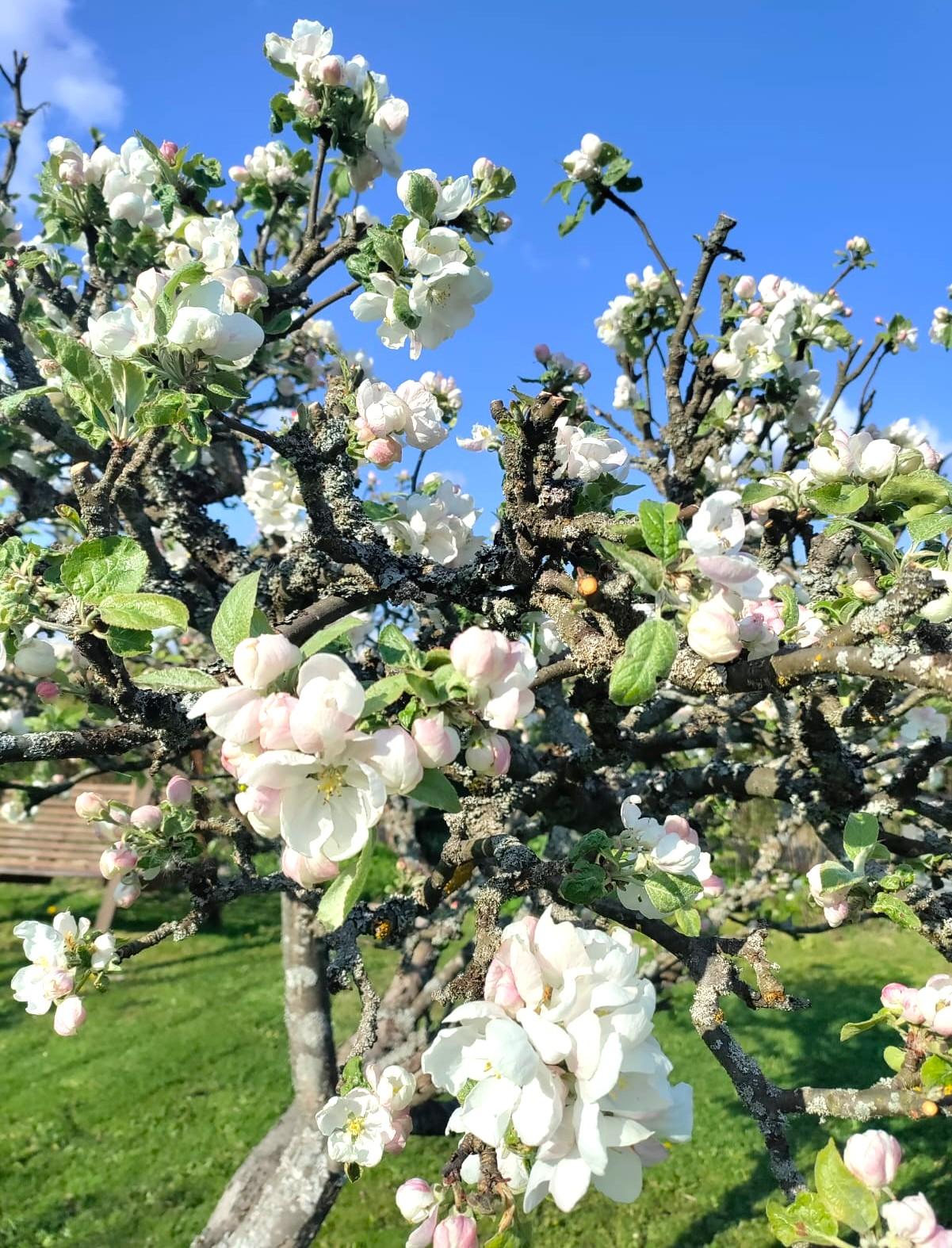 Marjaniemen Siirtolapuutarha, Mustikkatie 131, Marjaniemi, Helsinki
