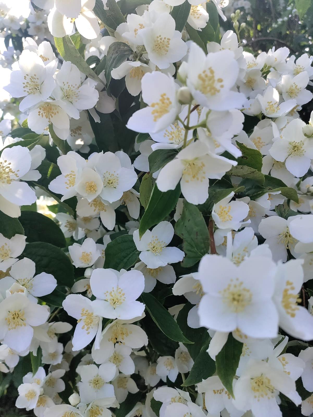 Marjaniemen Siirtolapuutarha, Mustikkatie 131, Marjaniemi, Helsinki