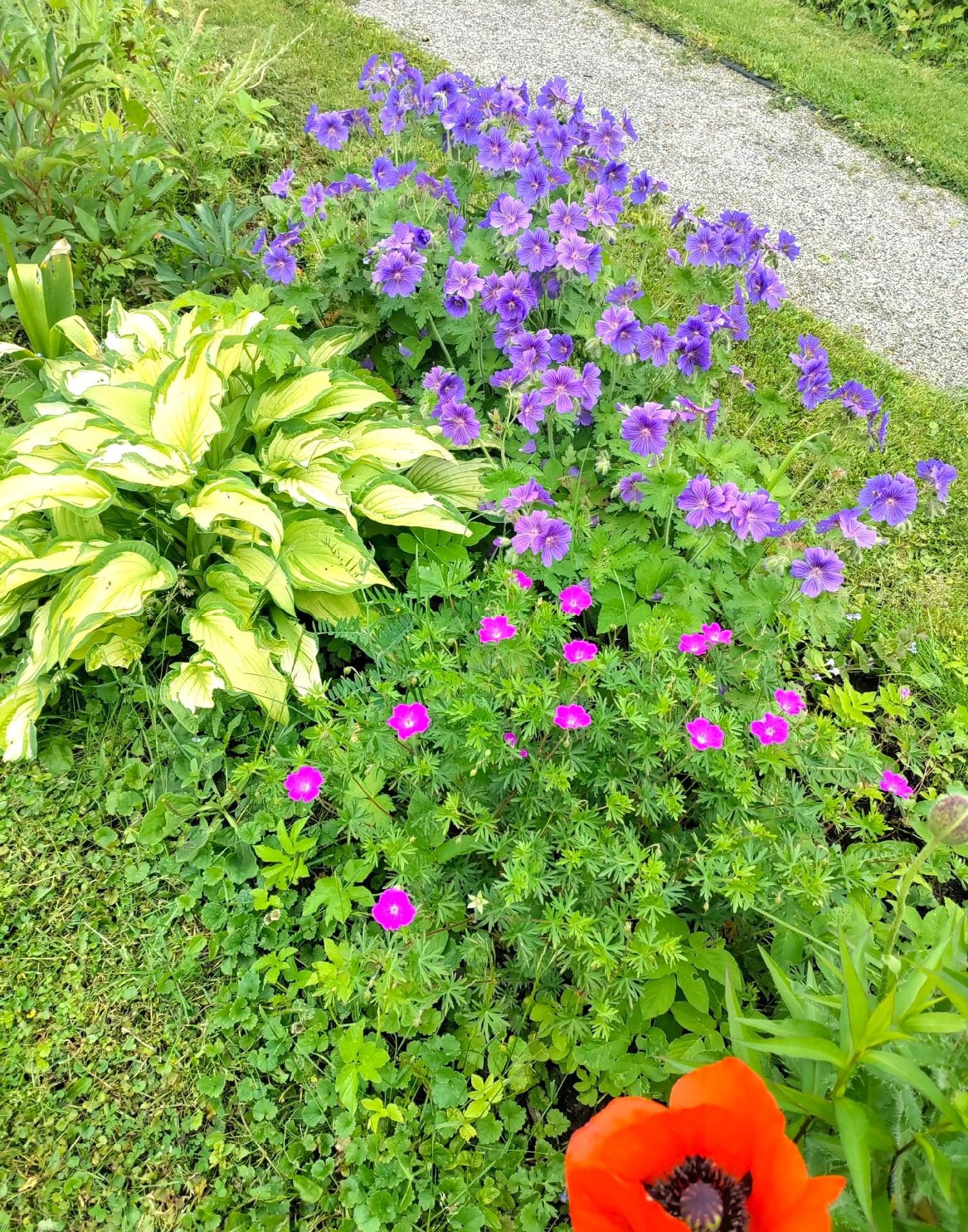 Marjaniemen Siirtolapuutarha, Mustikkatie 131, Marjaniemi, Helsinki