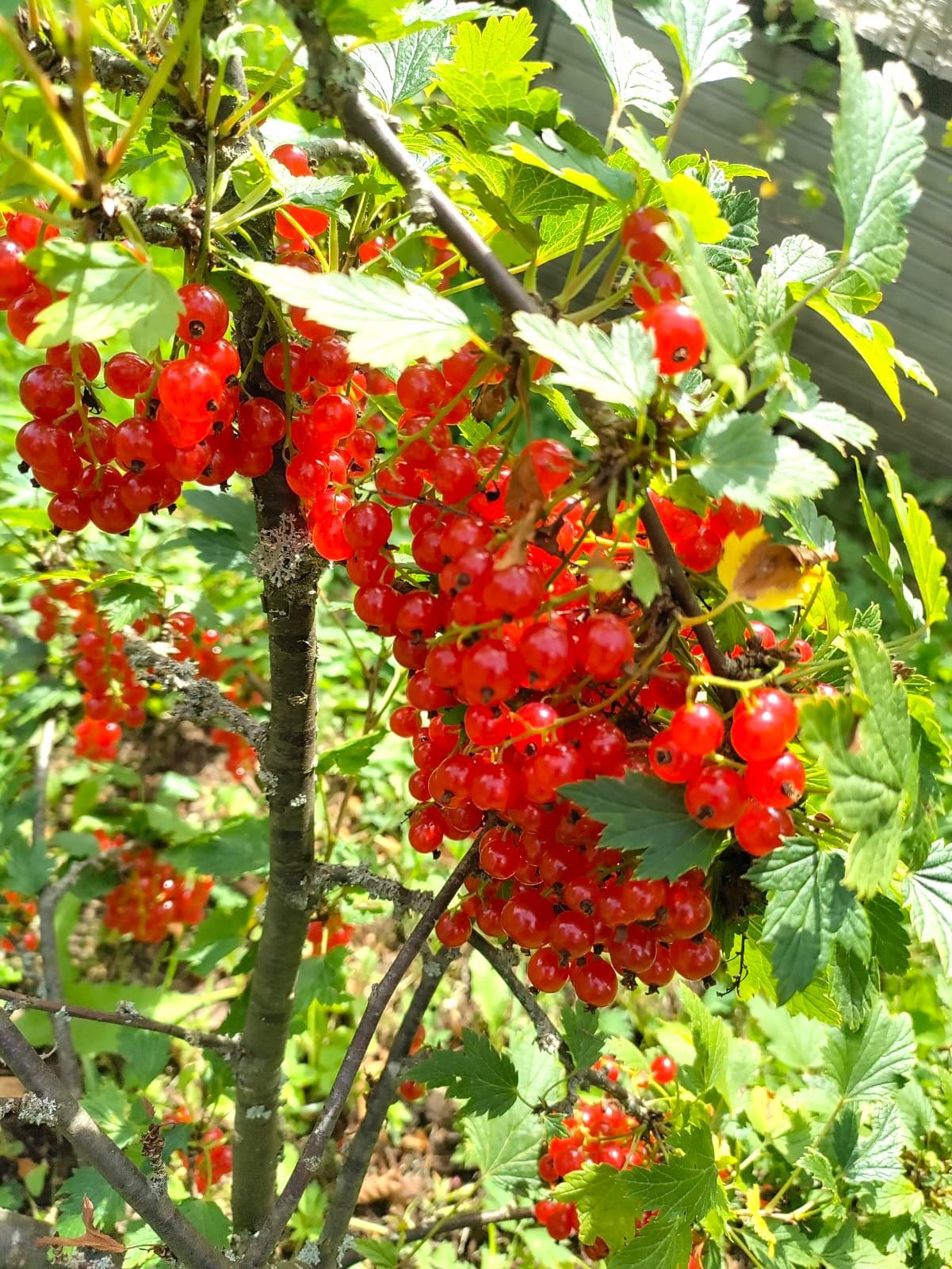 Marjaniemen Siirtolapuutarha, Mustikkatie 131, Marjaniemi, Helsinki