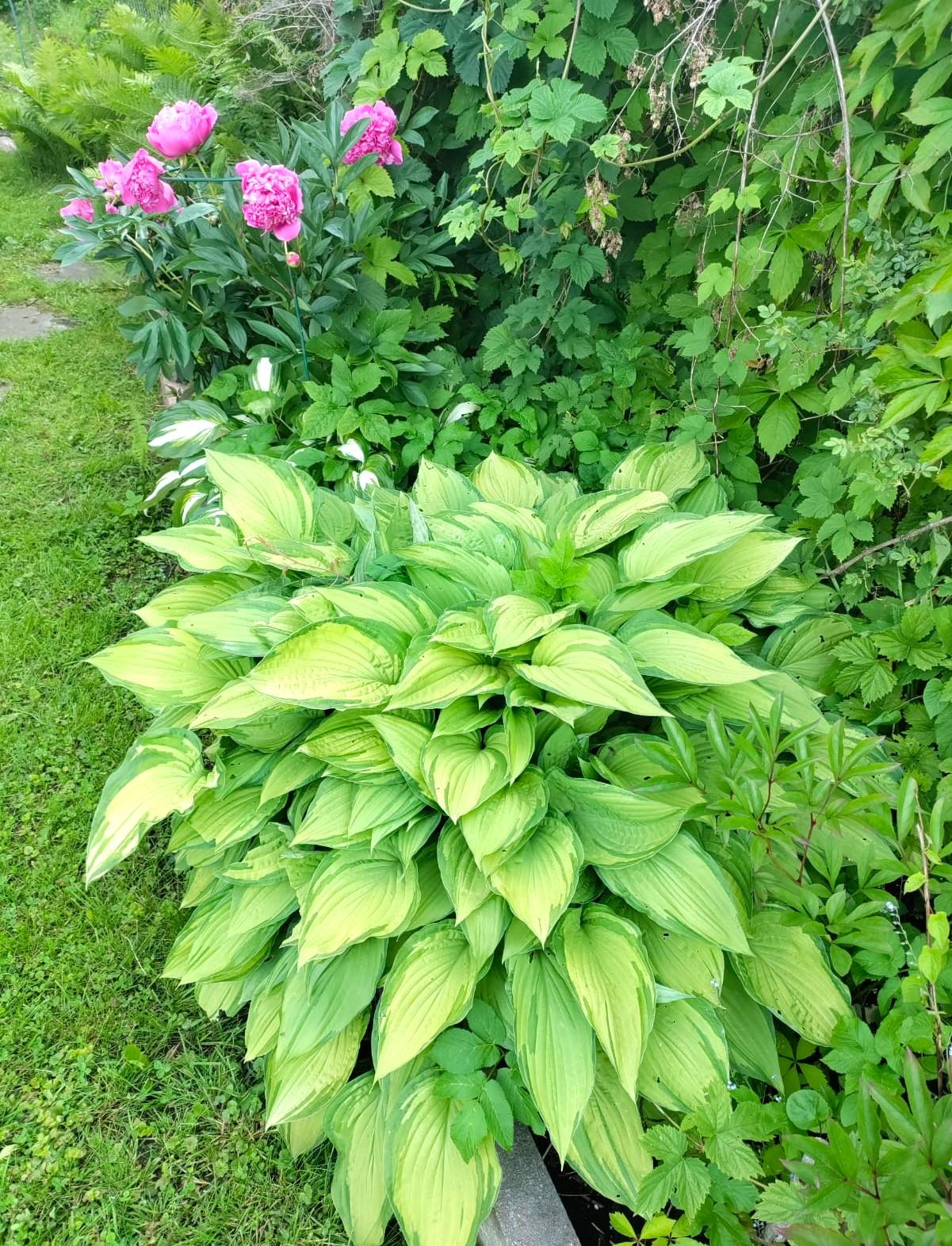 Marjaniemen Siirtolapuutarha, Mustikkatie 131, Marjaniemi, Helsinki