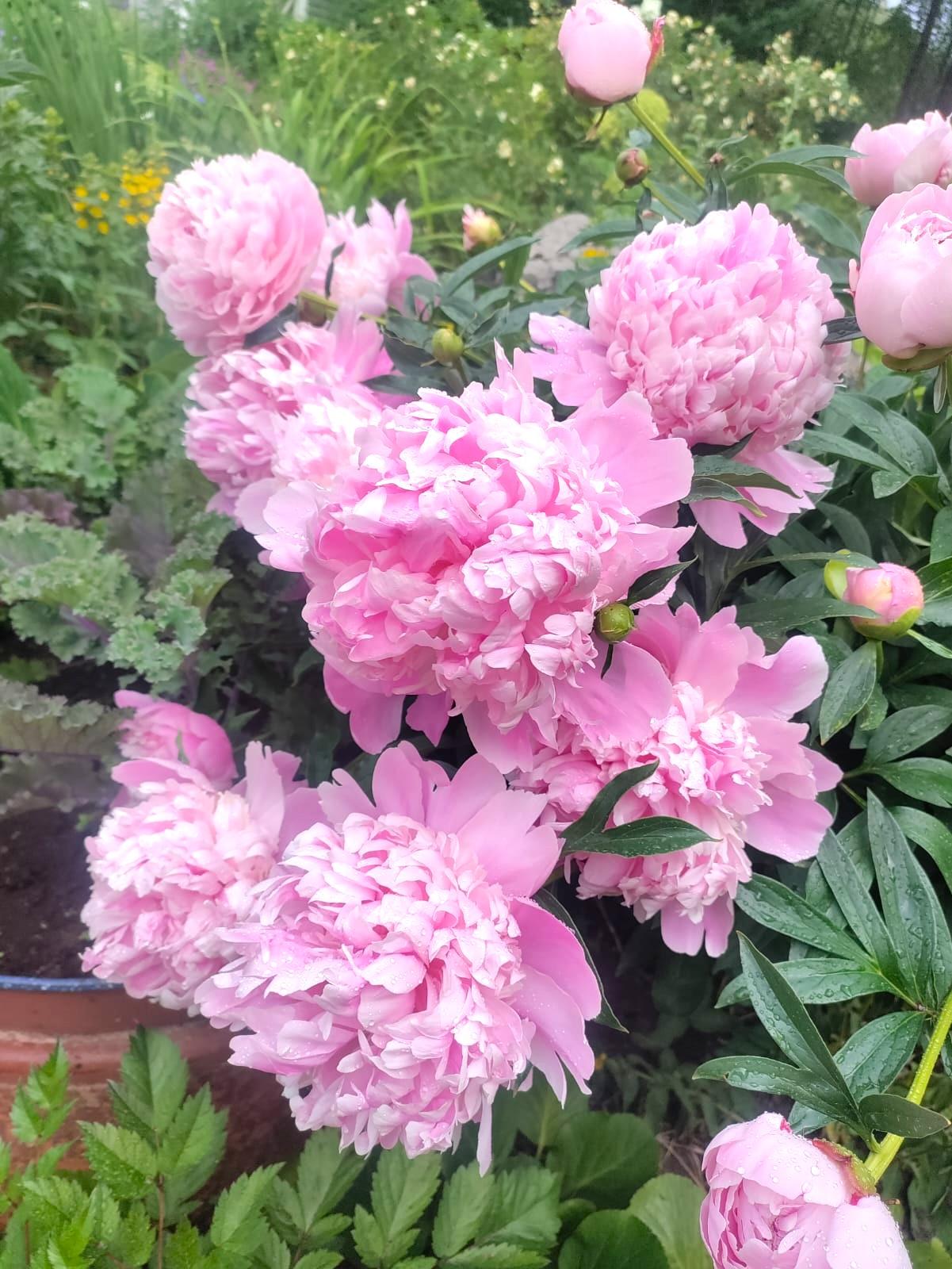 Marjaniemen Siirtolapuutarha, Mustikkatie 131, Marjaniemi, Helsinki