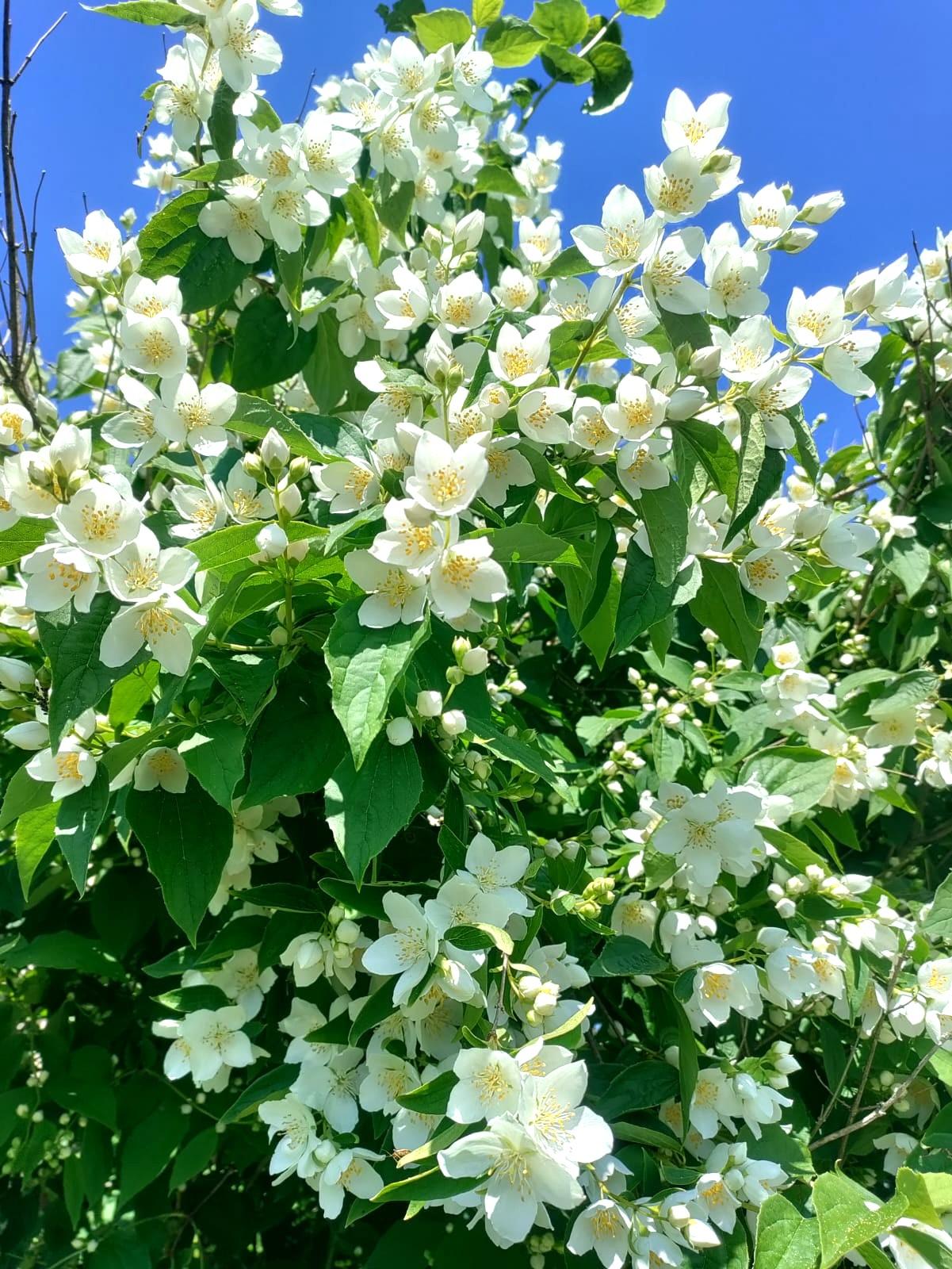 Marjaniemen Siirtolapuutarha, Mustikkatie 131, Marjaniemi, Helsinki