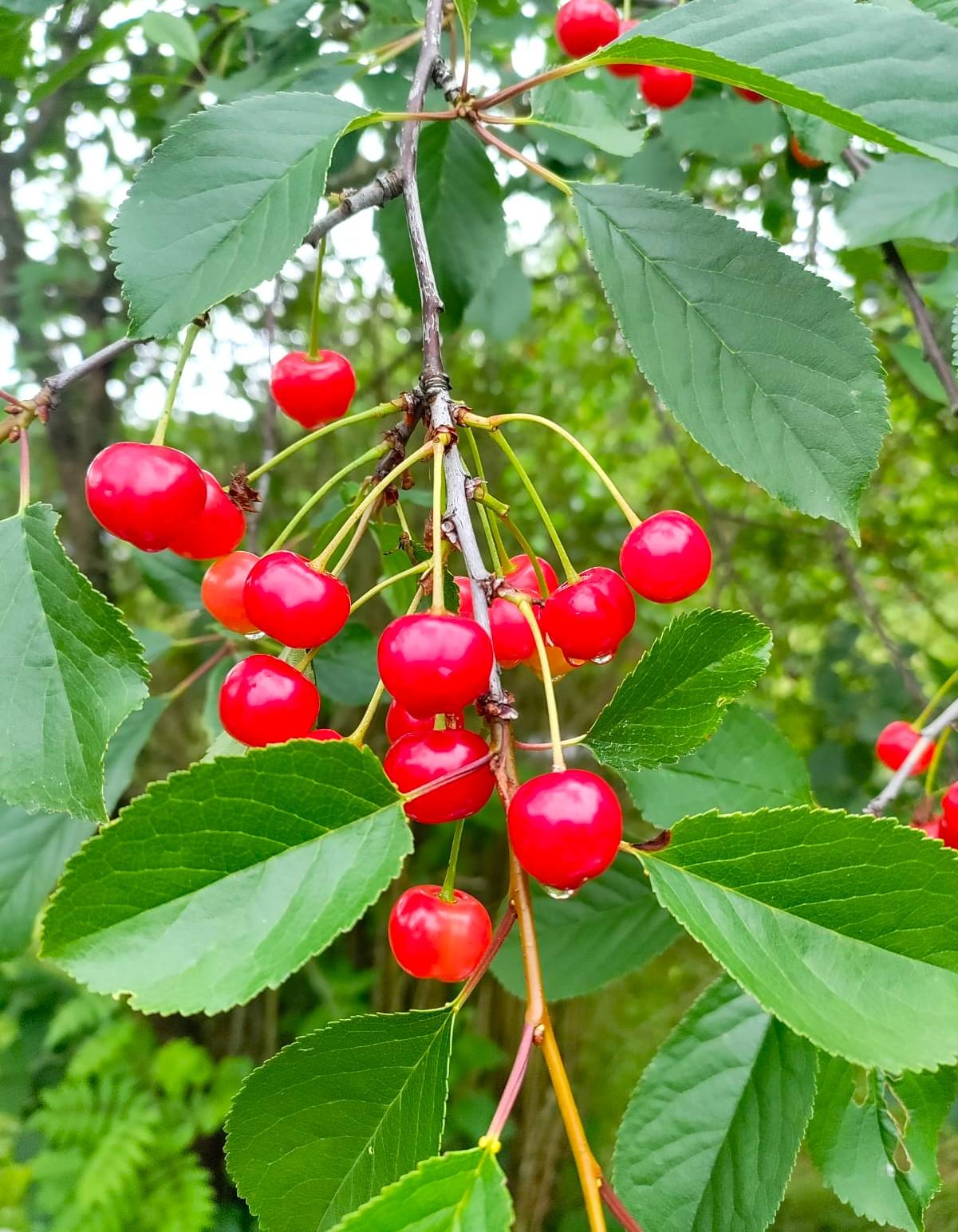 Marjaniemen Siirtolapuutarha, Mustikkatie 131, Marjaniemi, Helsinki