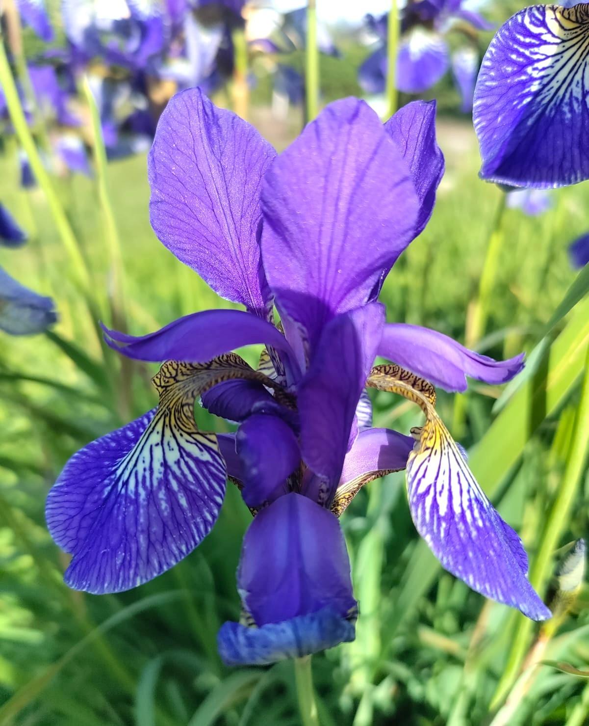 Marjaniemen Siirtolapuutarha, Mustikkatie 131, Marjaniemi, Helsinki