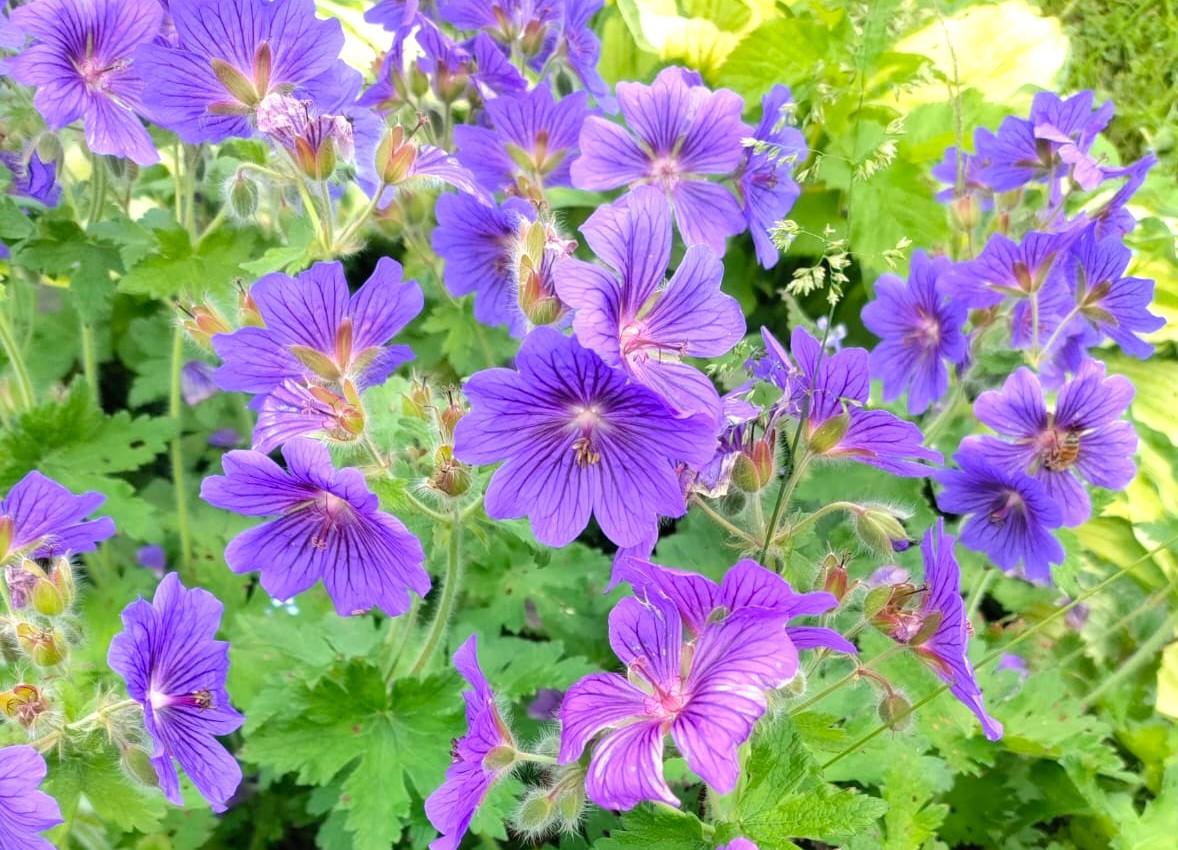 Tervetuloa Marjiksen mukavaan puutarhayhteisöön!