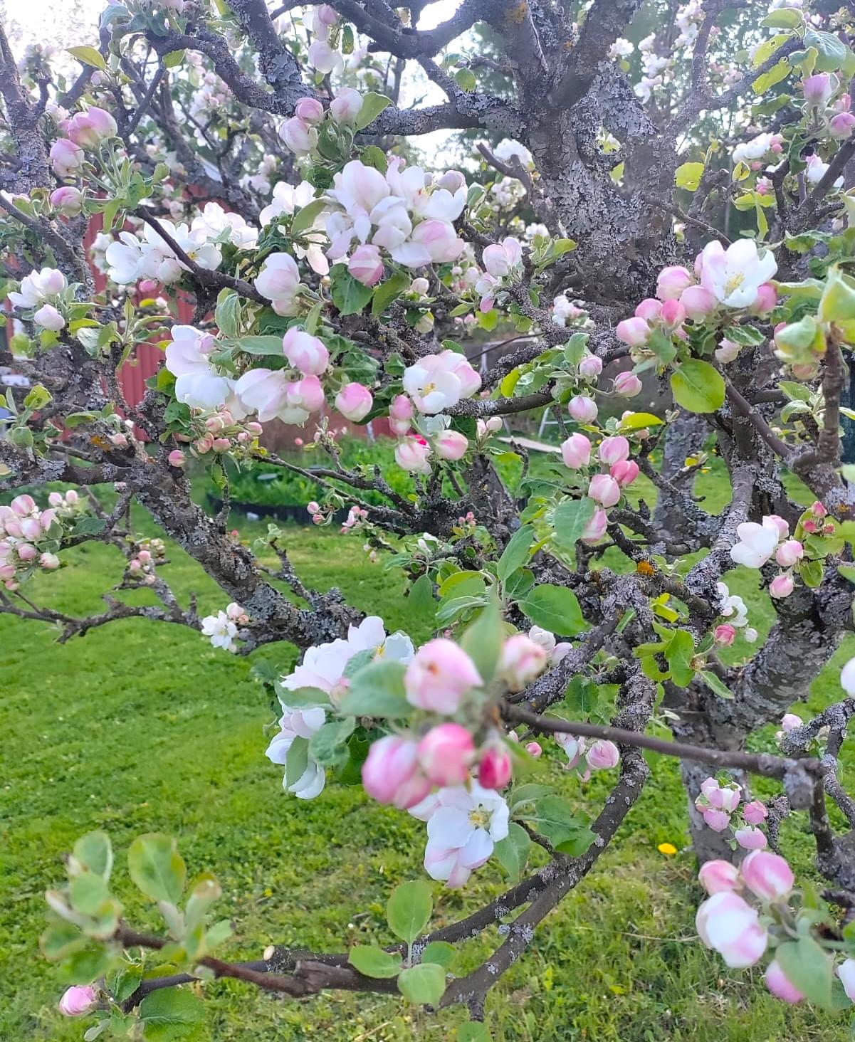 Marjaniemen Siirtolapuutarha, Mustikkatie 131, Marjaniemi, Helsinki