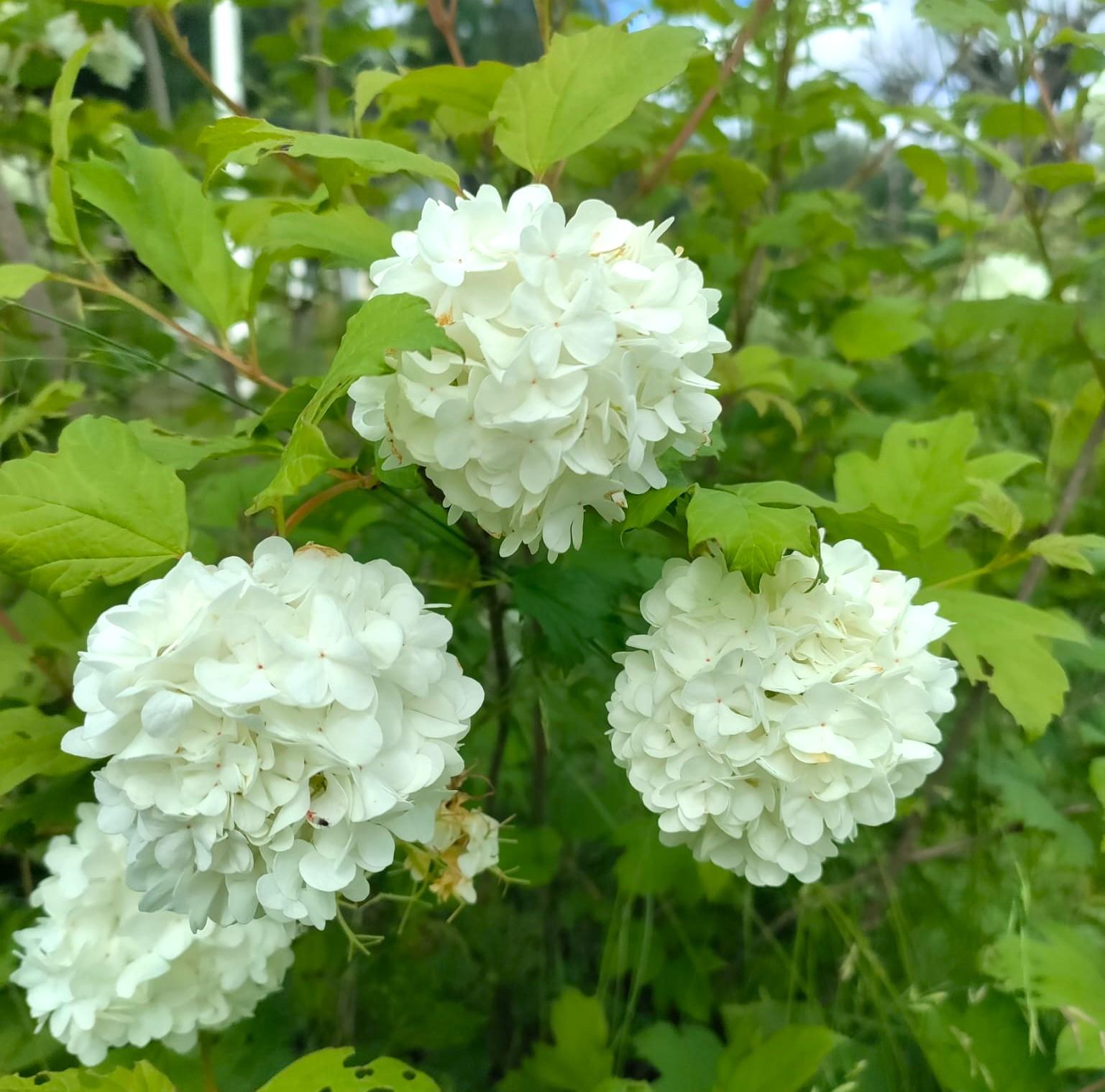 Marjaniemen Siirtolapuutarha, Mustikkatie 131, Marjaniemi, Helsinki