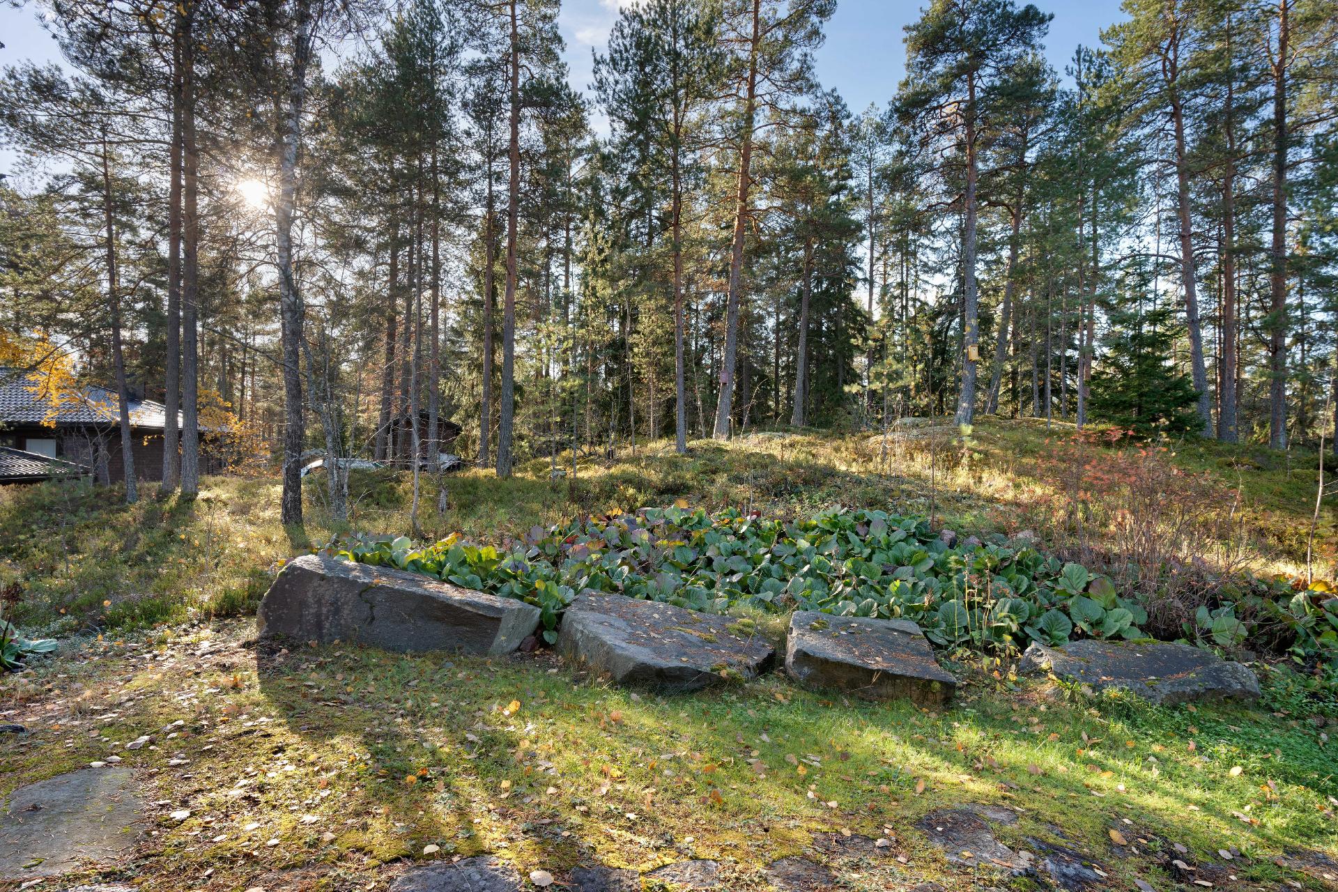 Piha metsän reunassa