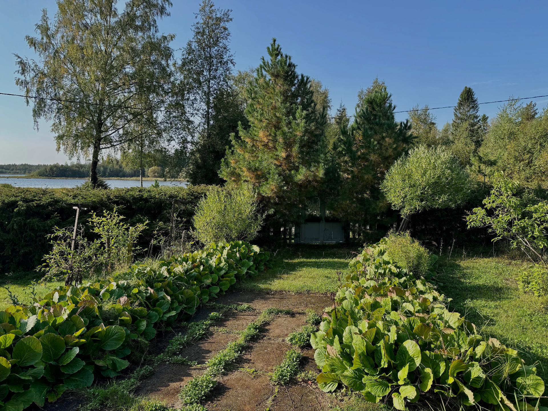 Tontilla tilaa viljelyksiin