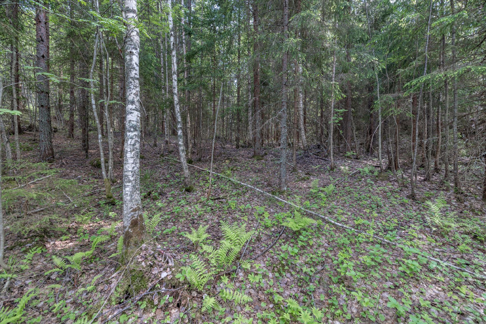 Kaidanniementie - rakennustontti, Mäntyharju
