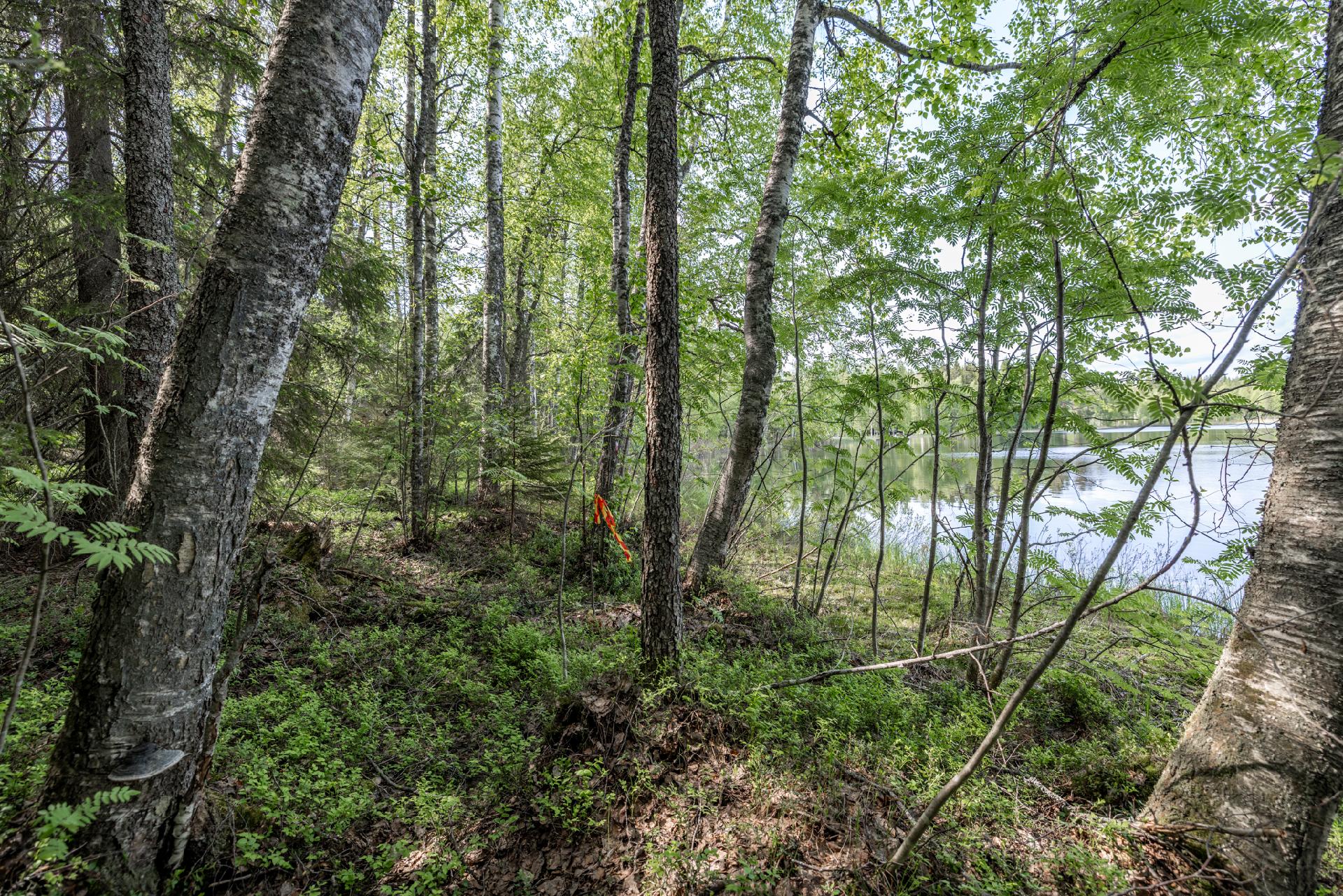 Kaidanniementie - rakennustontti, Mäntyharju