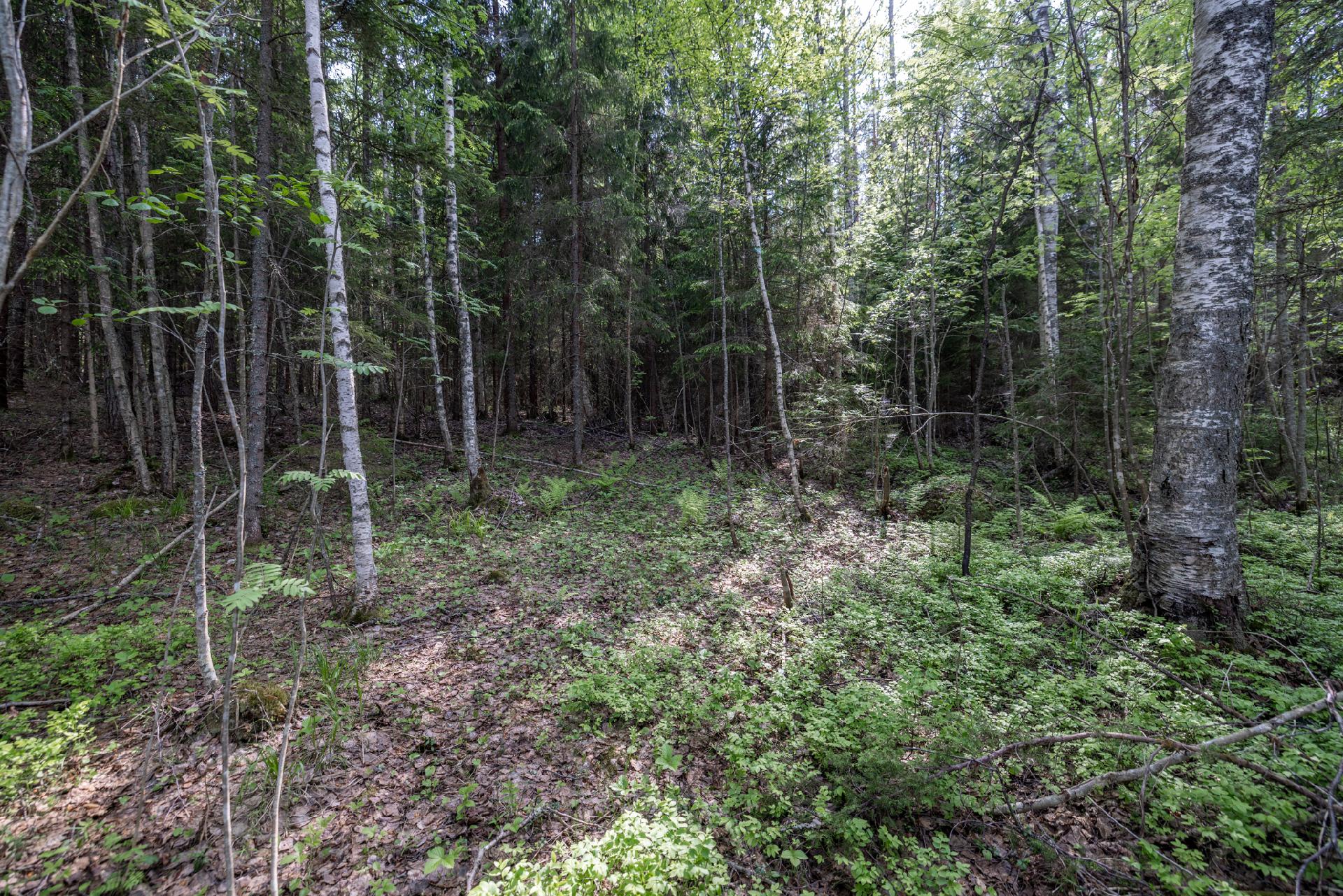 Kaidanniementie - rakennustontti, Mäntyharju