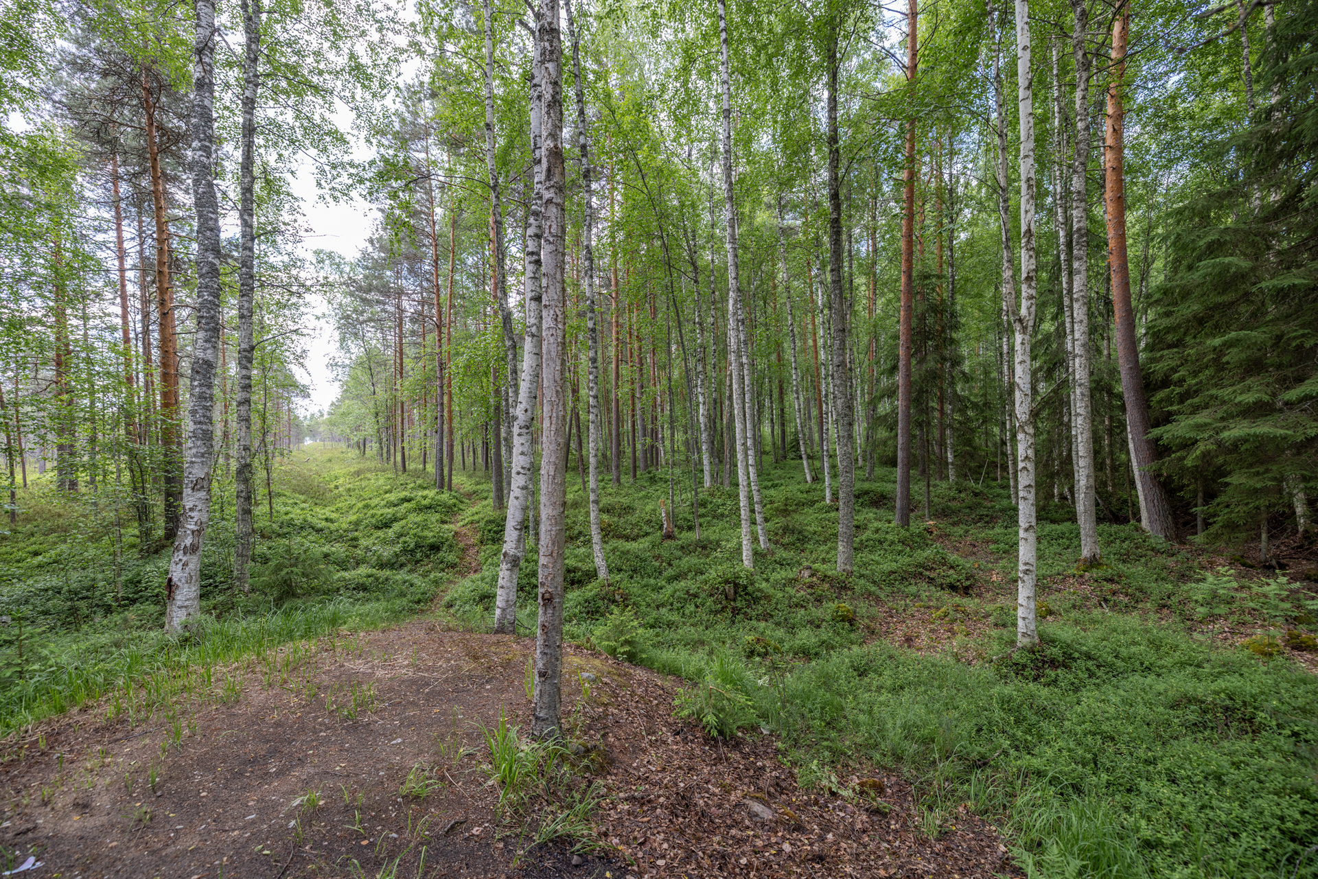 Tonttia kohti rantaa