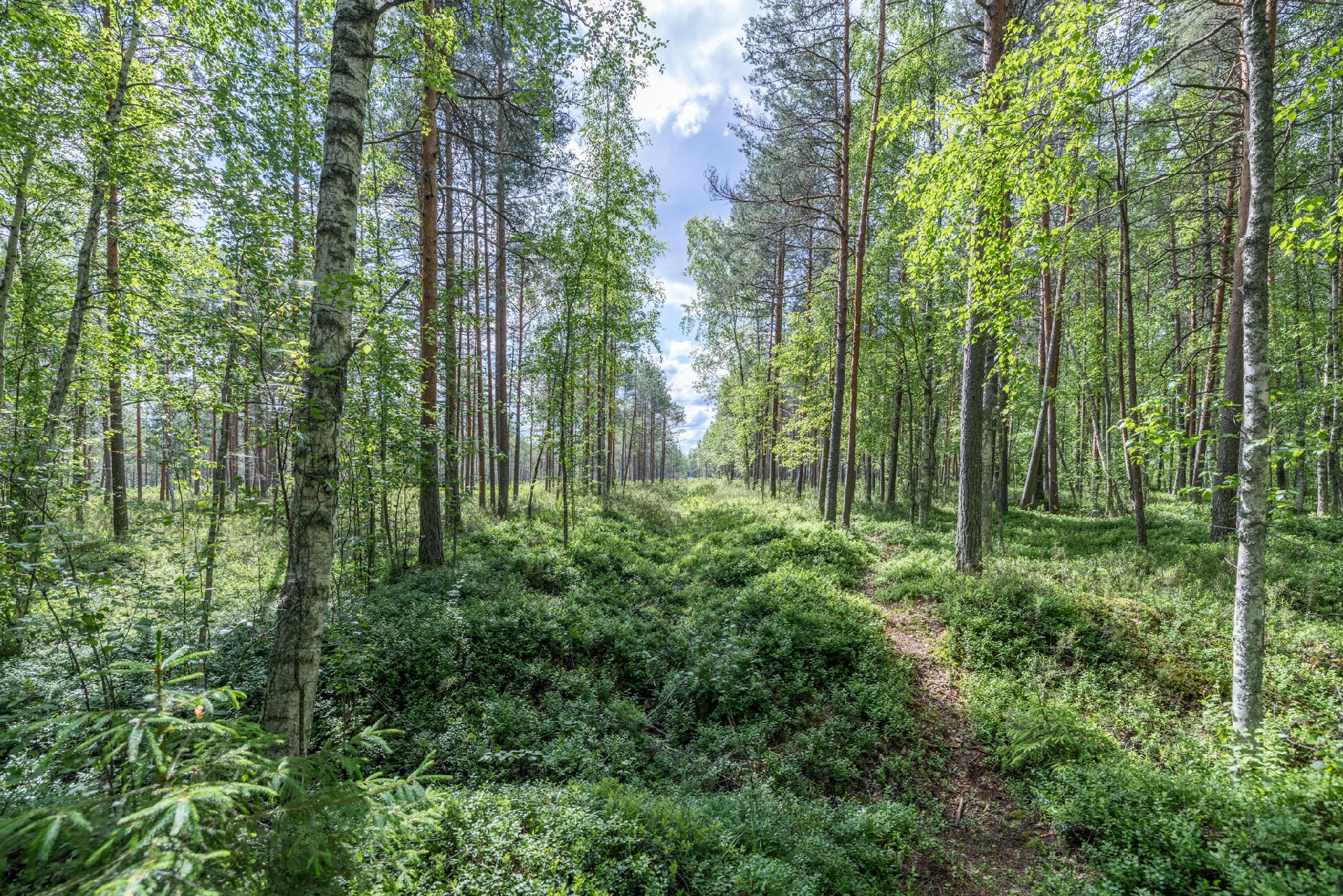 Polku kulkee metsän halki
