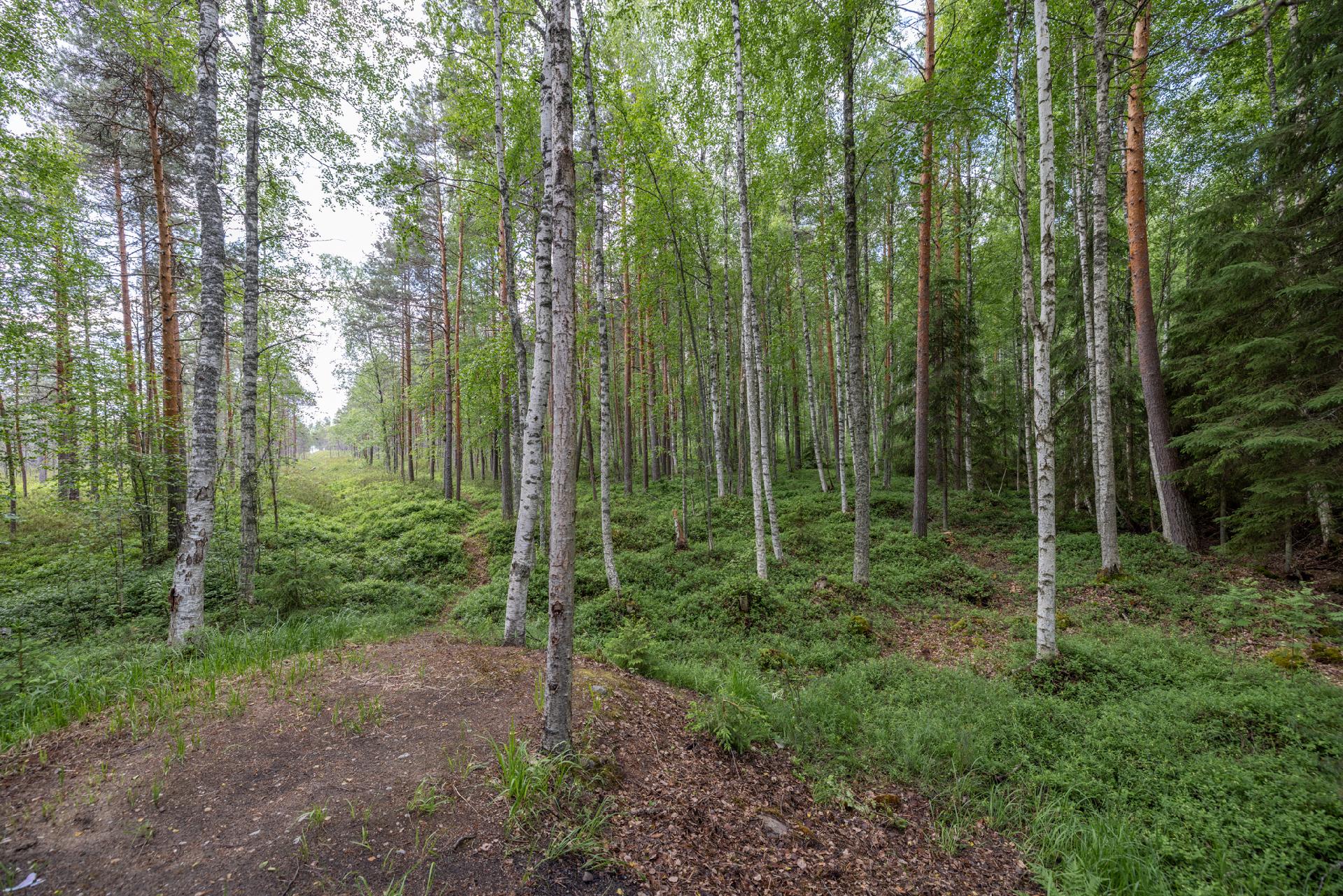 Tonttia kohti rantaa