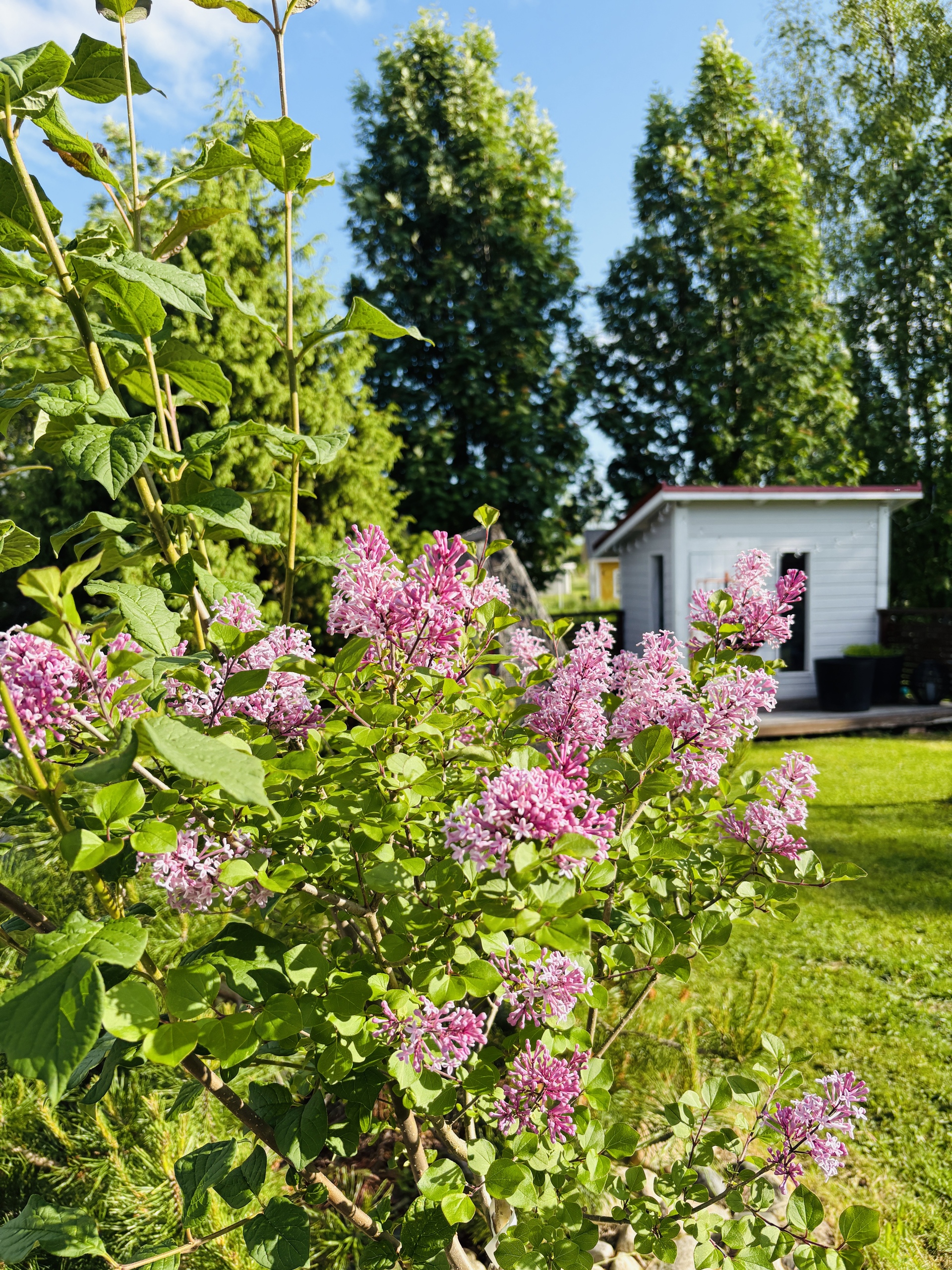 Myyjän kesäkuvia 2025