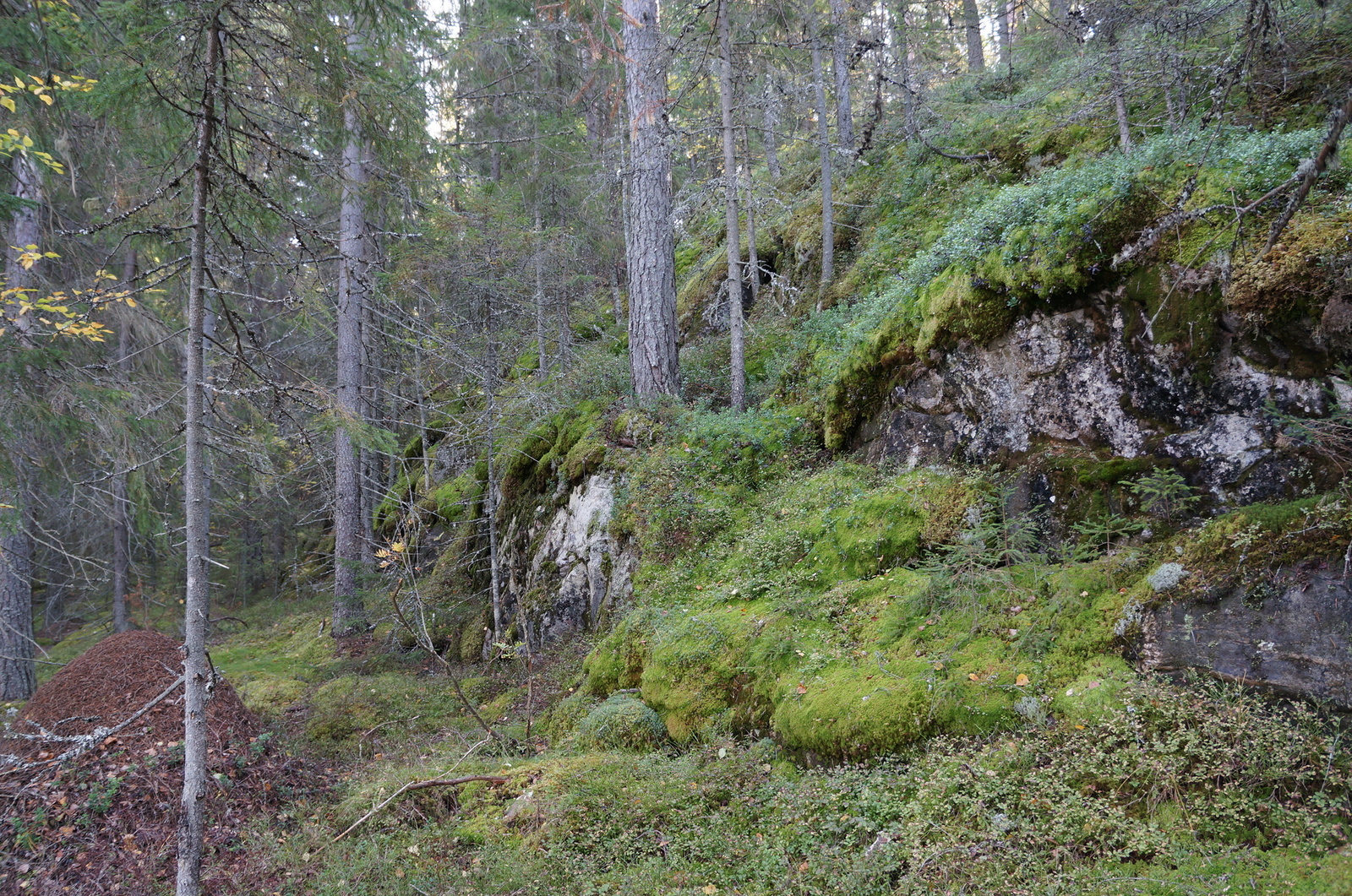 Leppävirrantie -, Räsälä, Kuopio