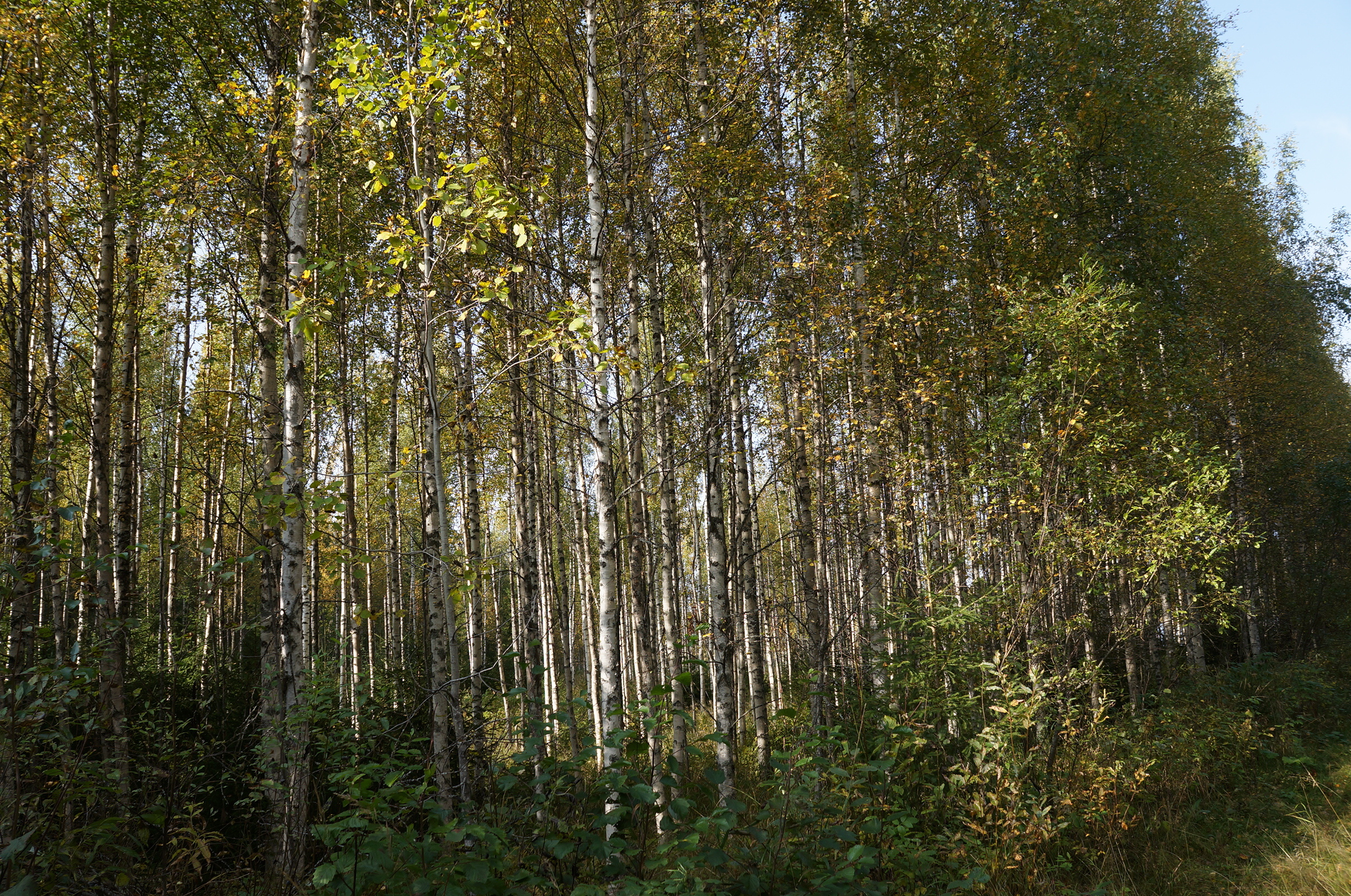 Leppävirrantie -, Räsälä, Kuopio