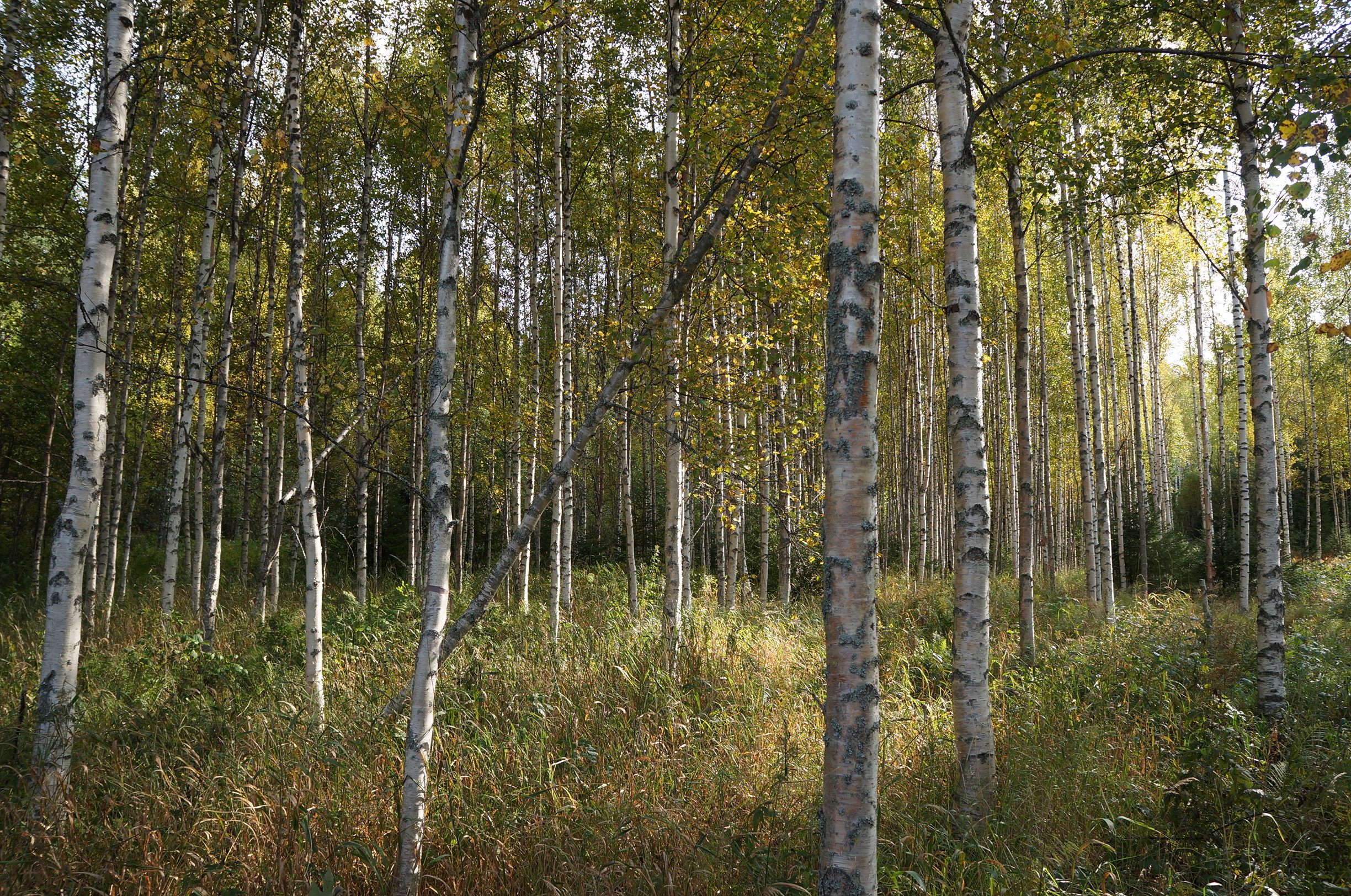 Leppävirrantie -, Räsälä, Kuopio