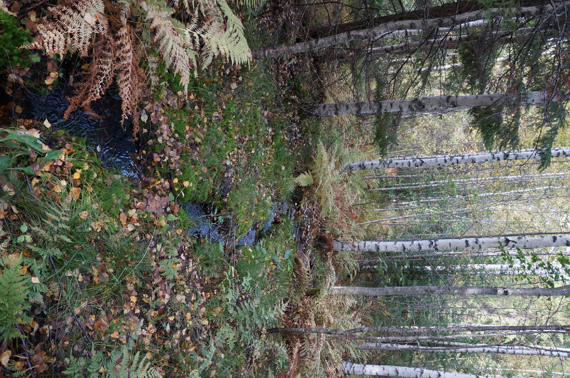 Leppävirrantie -, Räsälä, Kuopio
