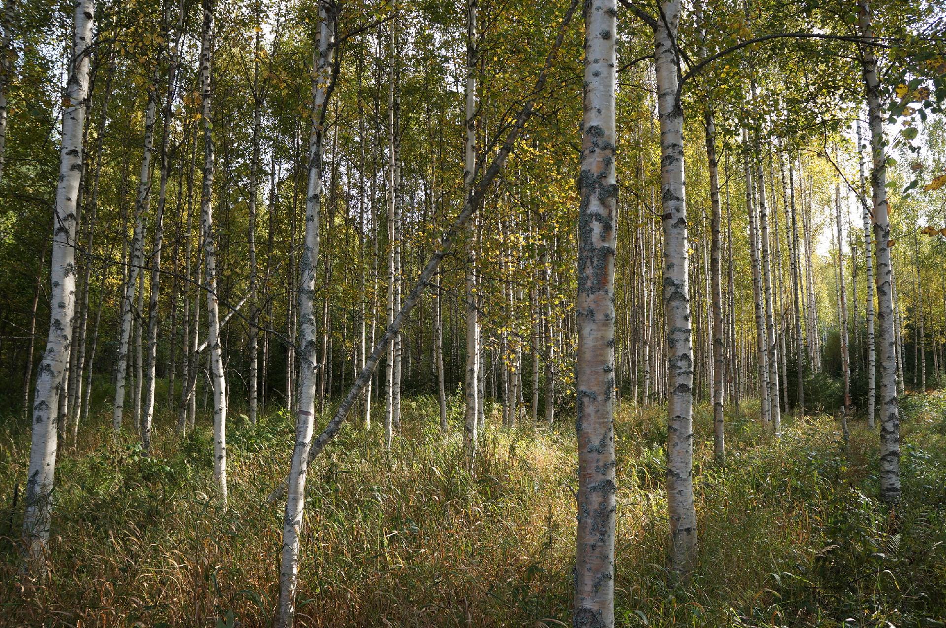 Leppävirrantie -, Räsälä, Kuopio