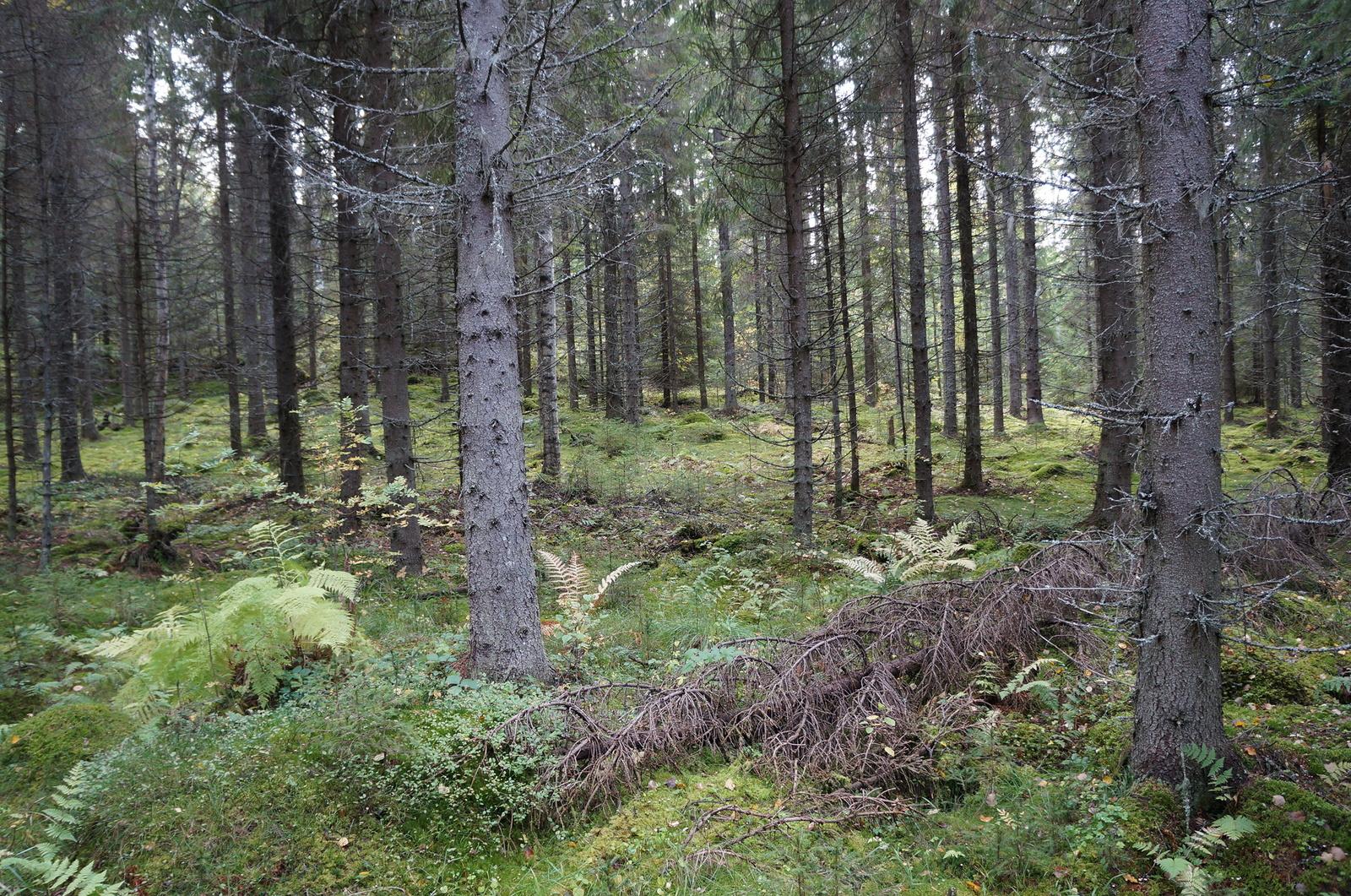 Leppävirrantie -, Räsälä, Kuopio