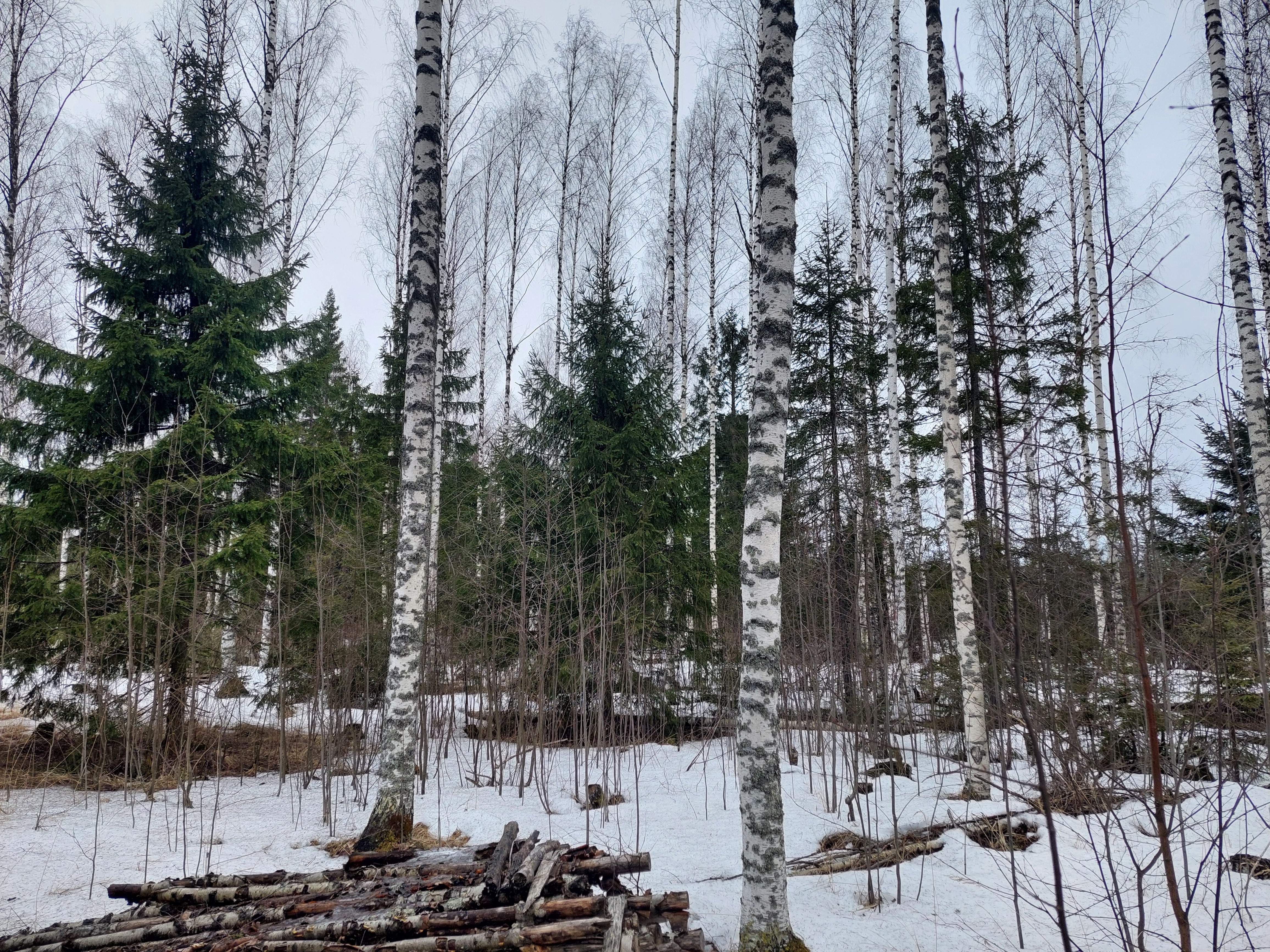 Sininentie 747, Syvänniemi, Kuopio