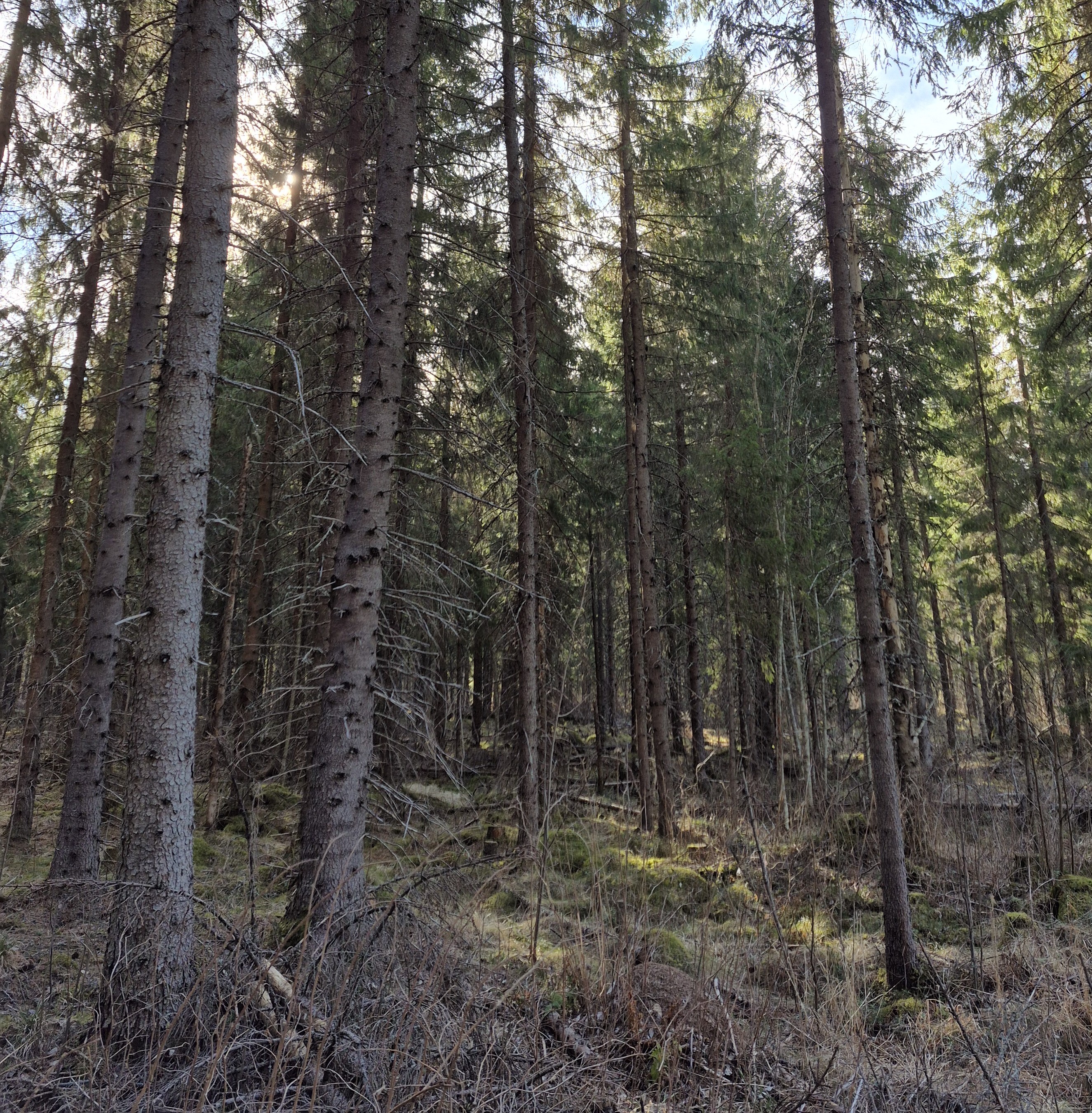 Sininentie 747, Syvänniemi, Kuopio