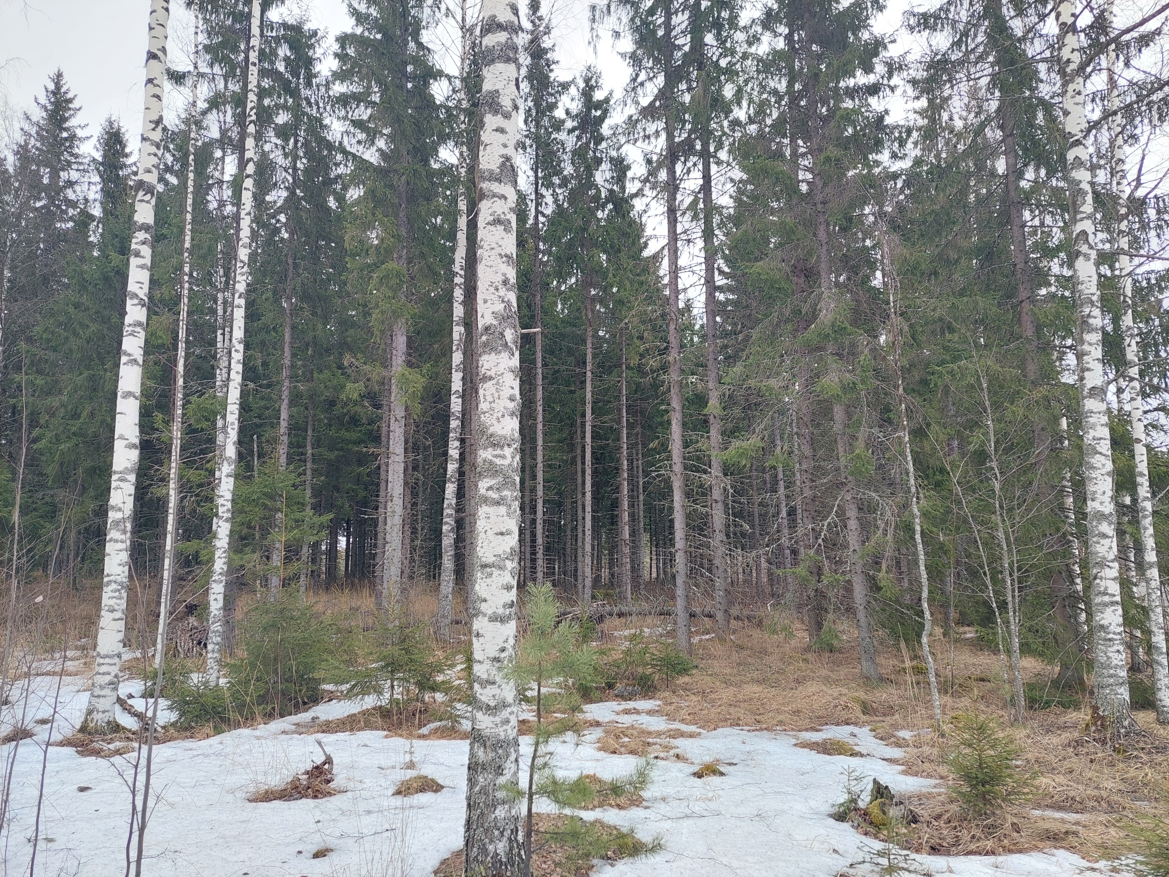 Sininentie 747, Syvänniemi, Kuopio