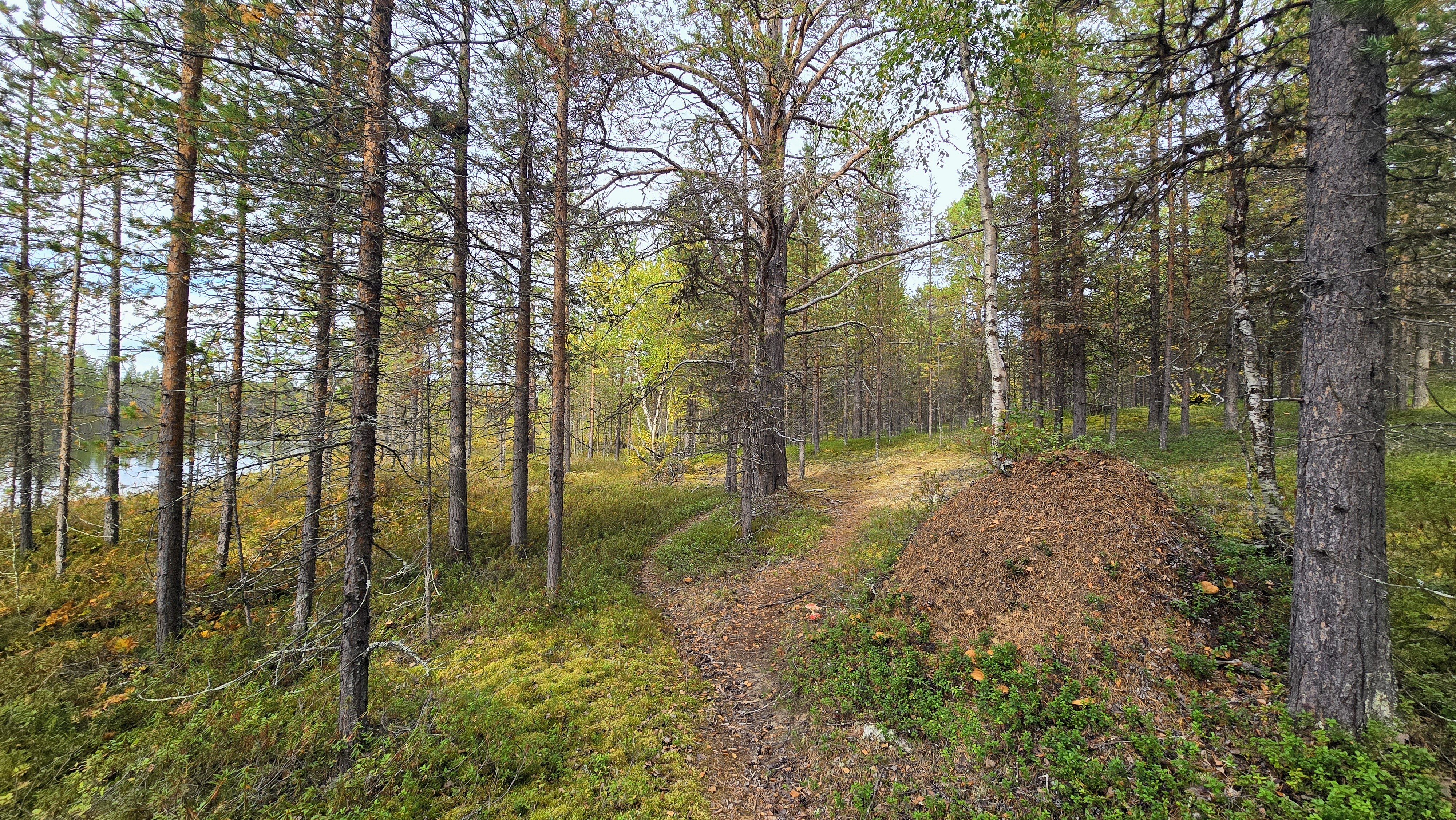 Lammen itälaita.