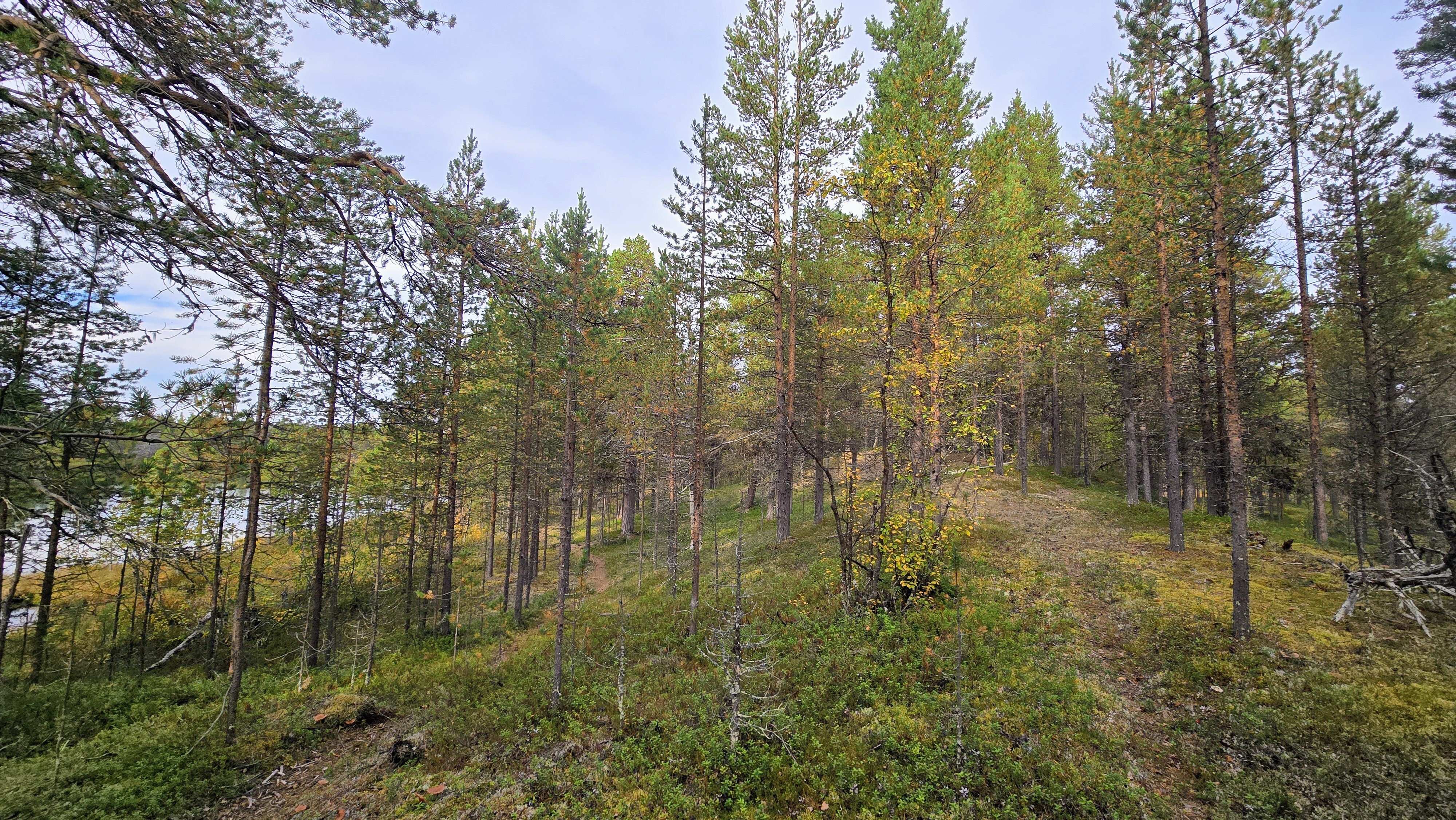 Lammen itälaita.