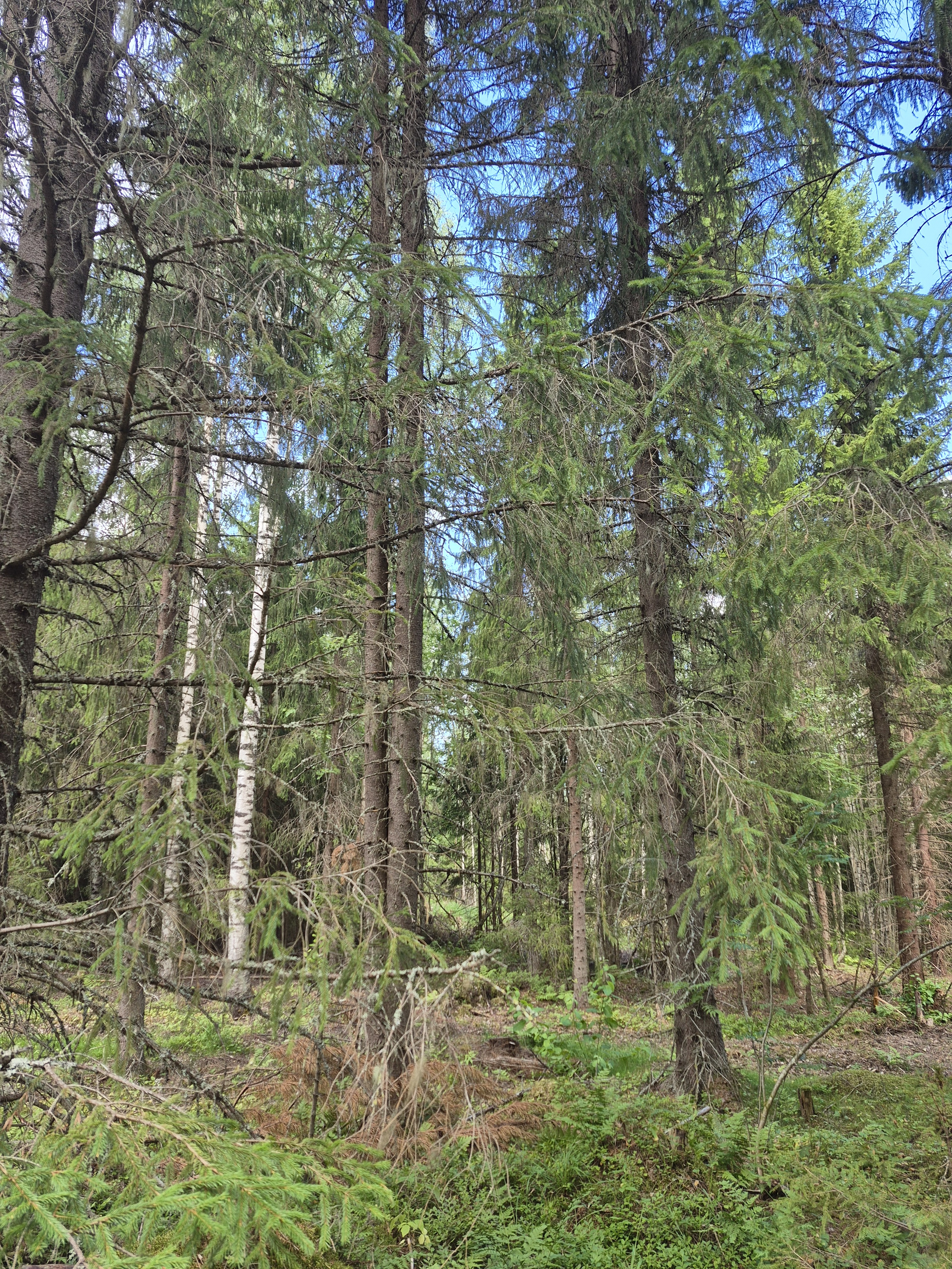 Martikkalantie 380, Kaavi