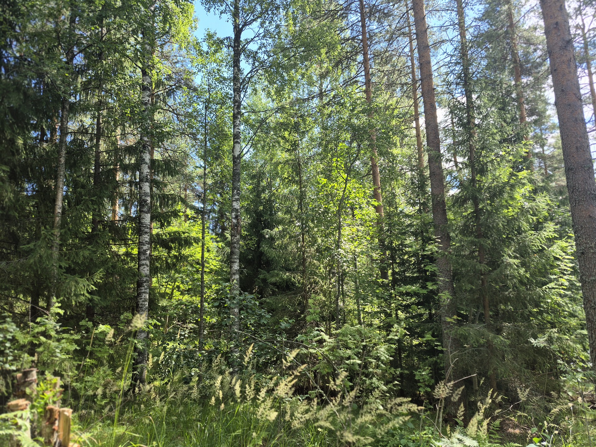 Martikkalantie 380, Kaavi