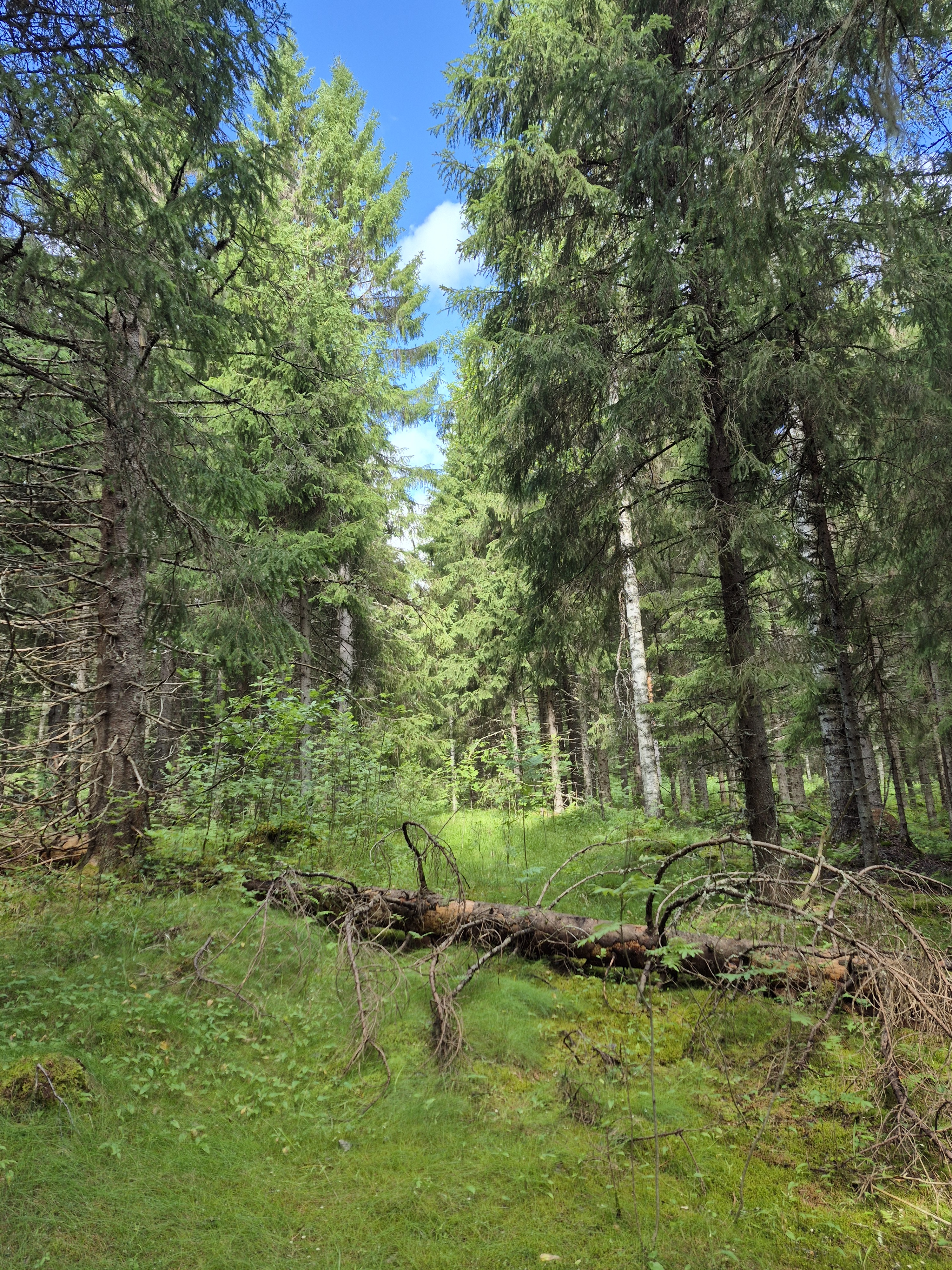 Martikkalantie 380, Kaavi