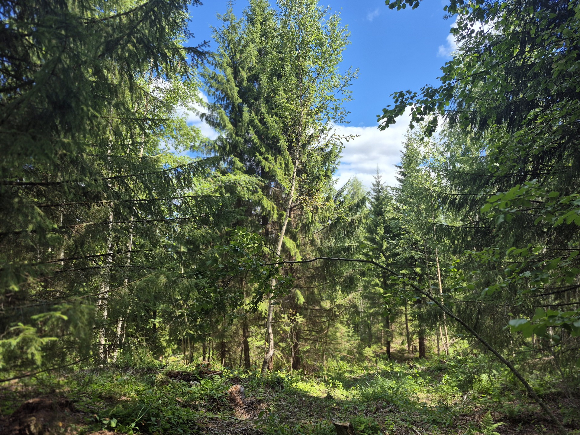 Martikkalantie 380, Kaavi