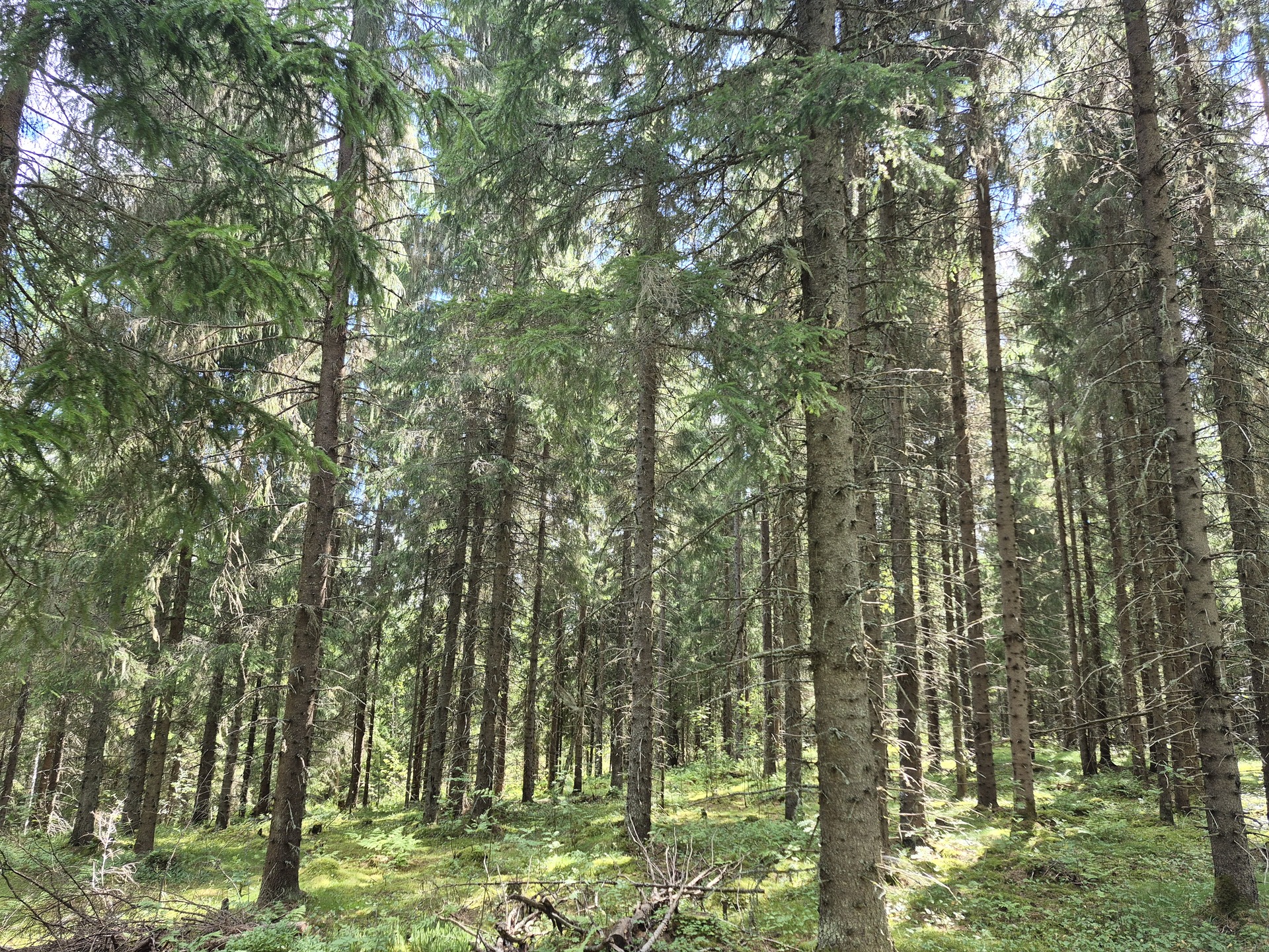 Martikkalantie 380, Kaavi