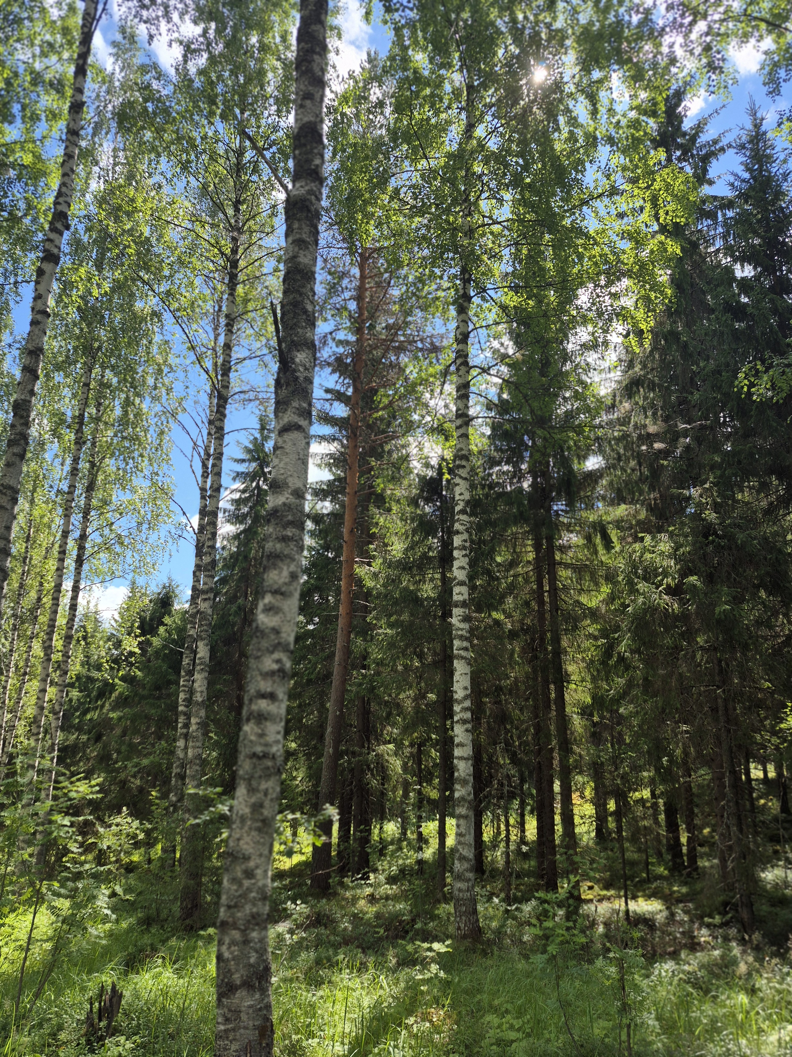 Martikkalantie 380, Kaavi