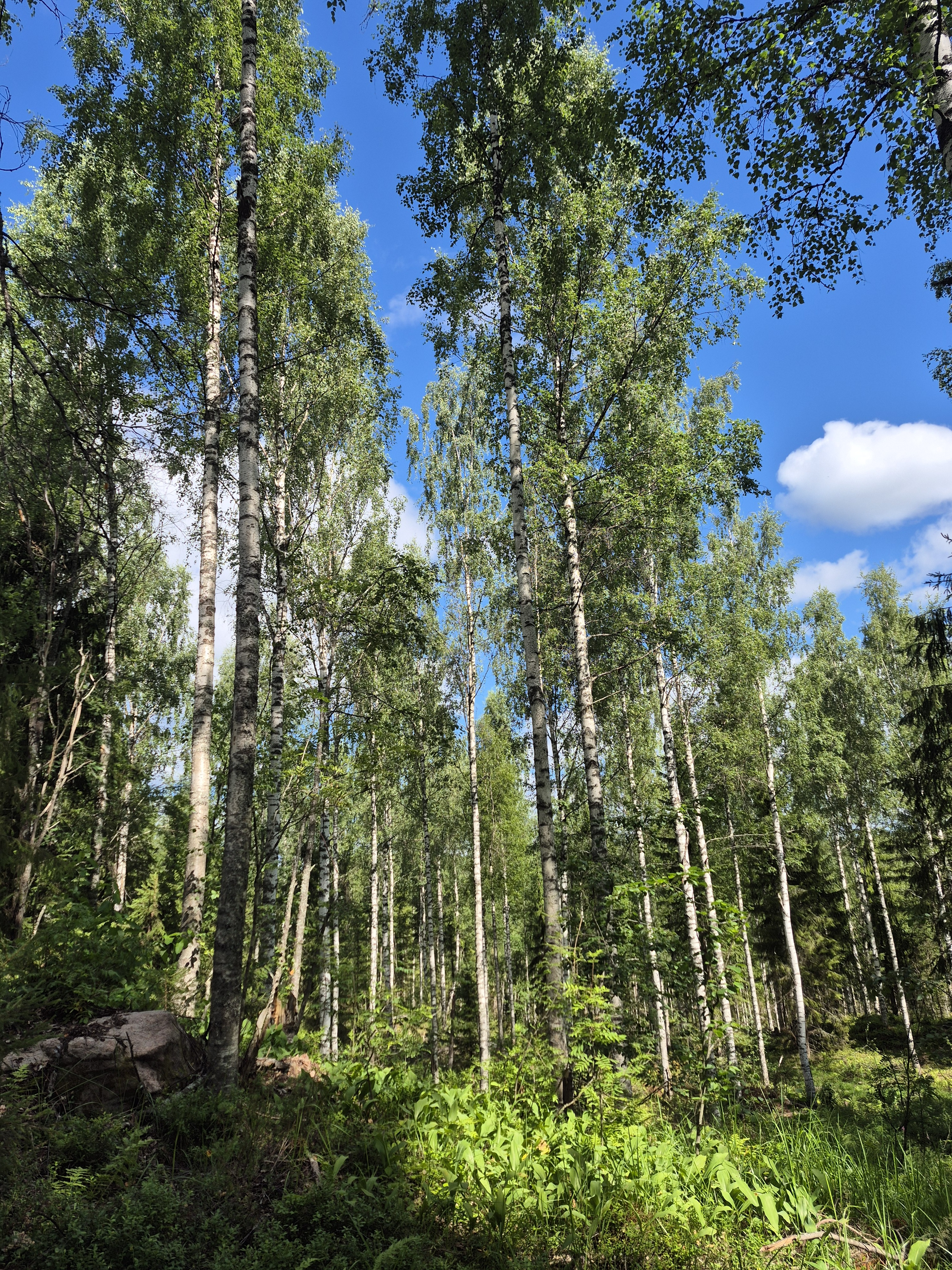 Martikkalantie 380, Kaavi