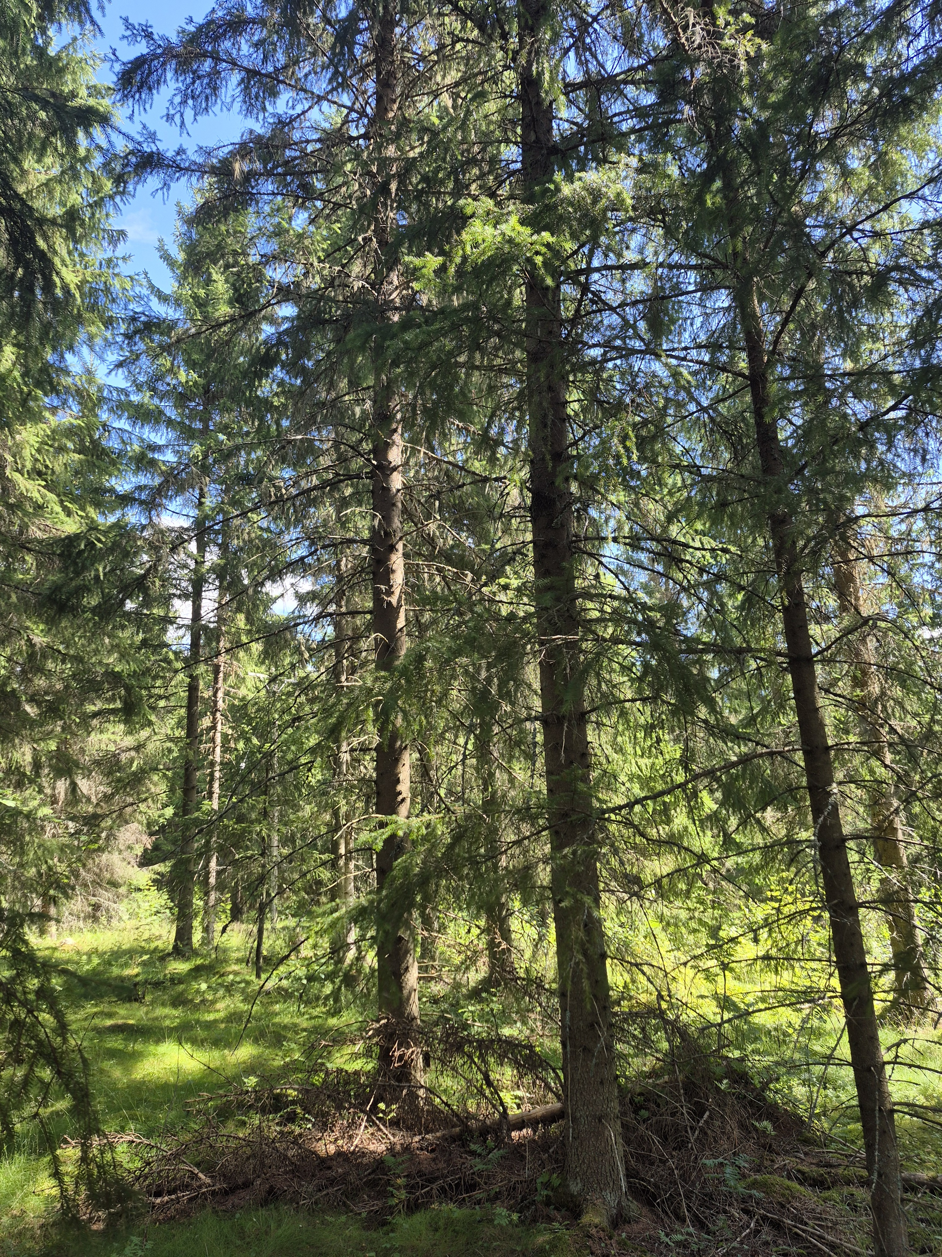 Martikkalantie 380, Kaavi