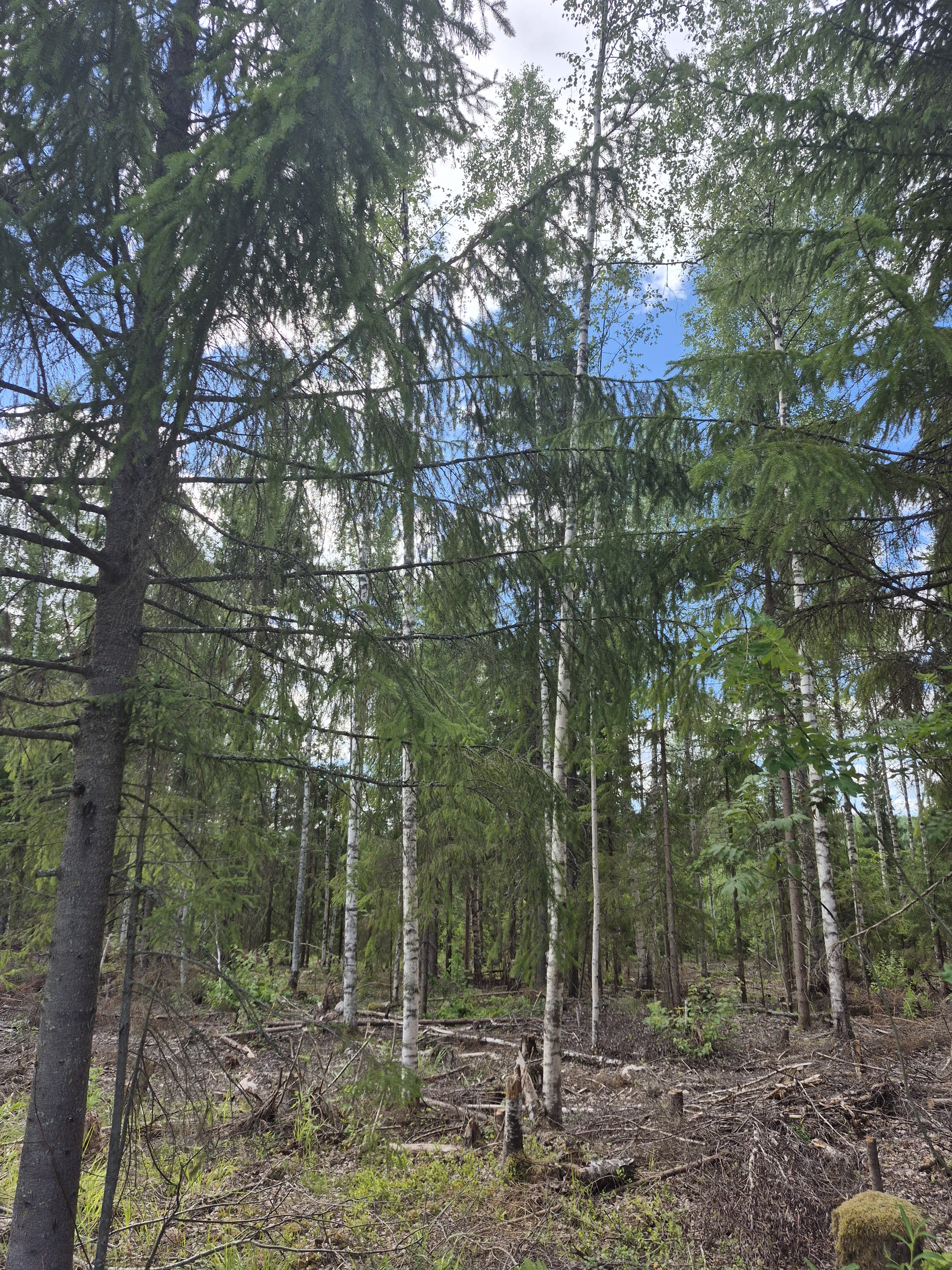 Martikkalantie 380, Kaavi
